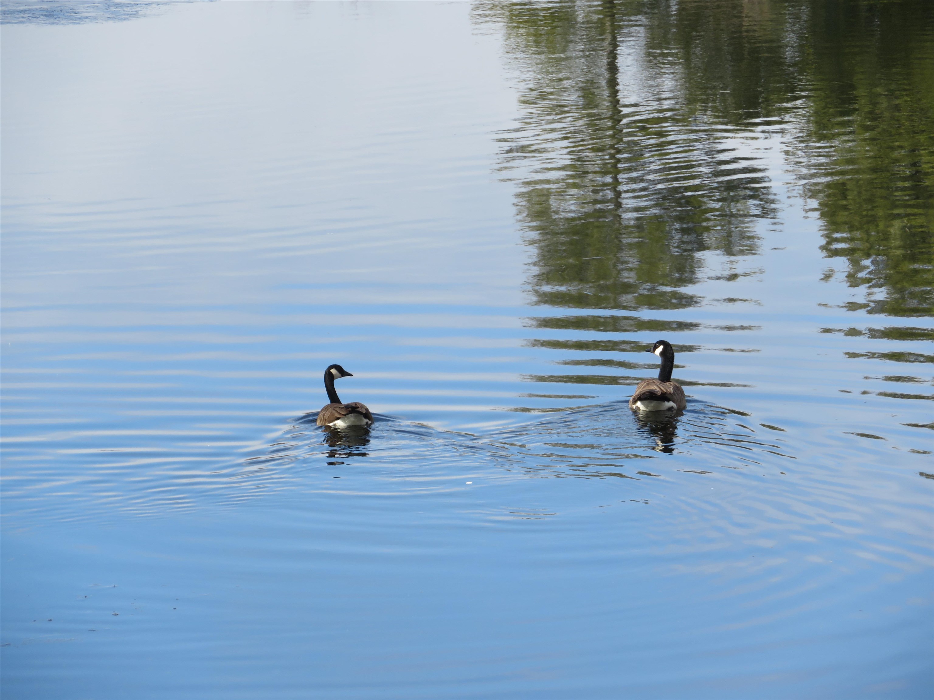 N4443 Crappie Road, Medford, Wisconsin 54451, 4 Bedrooms Bedrooms, ,2 BathroomsBathrooms,Residential,For Sale,N4443 Crappie Road,22501091
