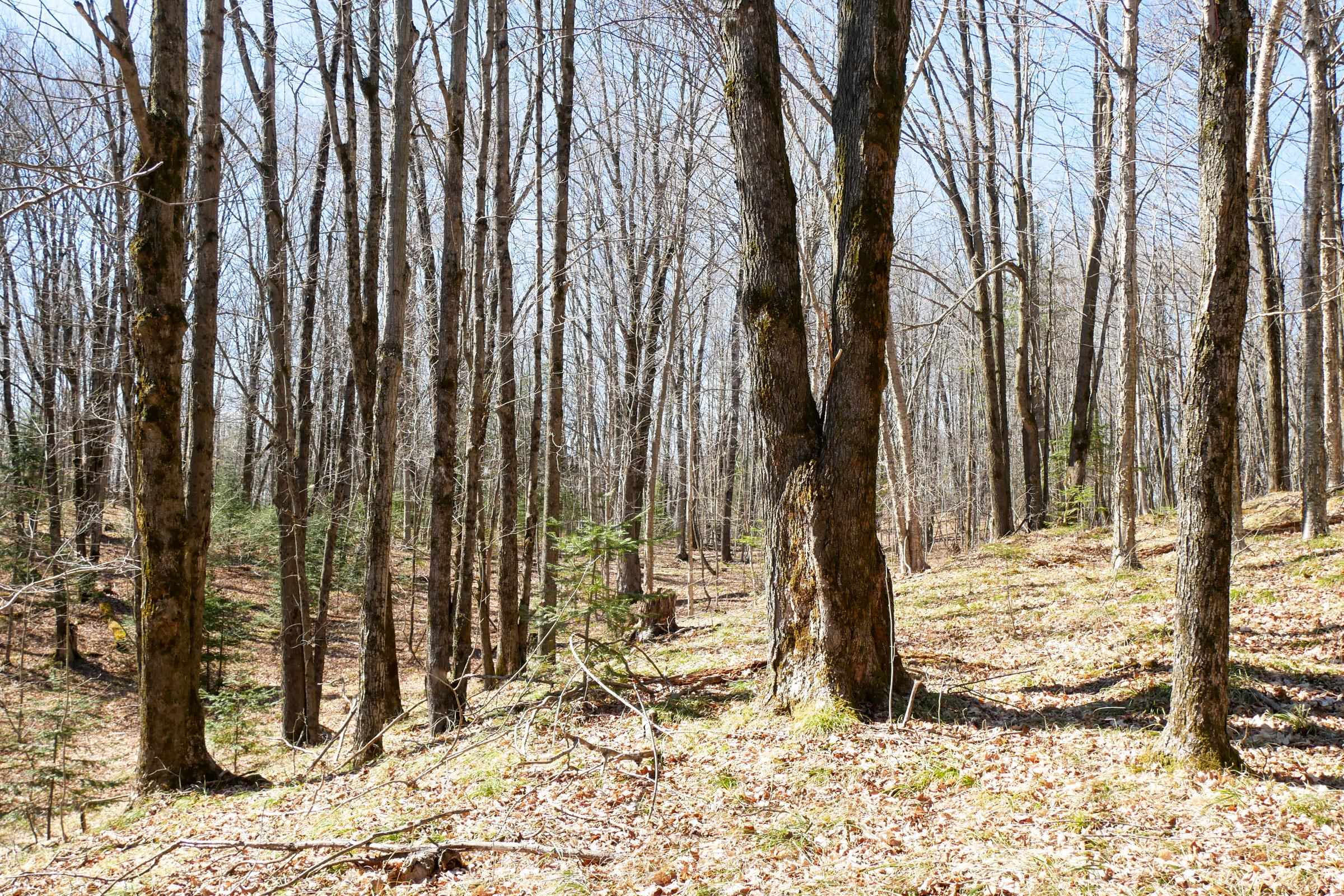 N5317 COUNTY ROAD E, Medford, Wisconsin 54451, ,Land,For Sale,N5317 COUNTY ROAD E,22501141