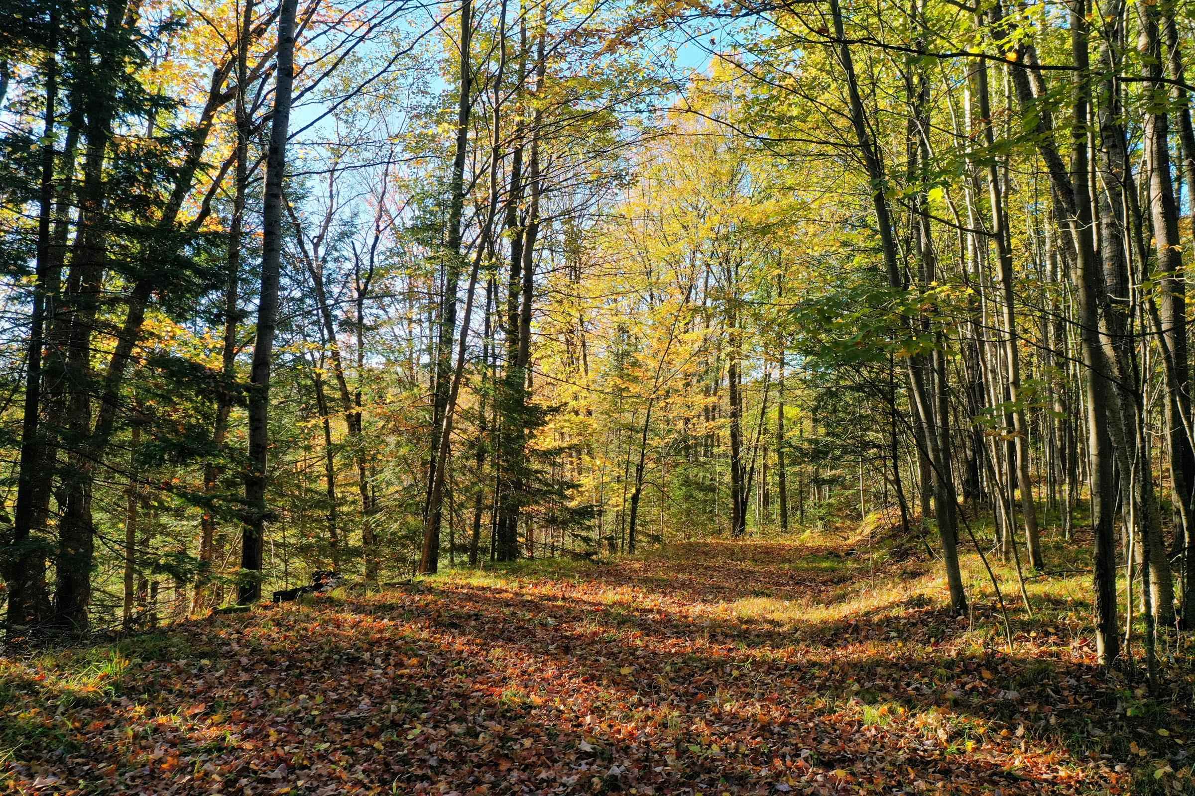 N5317 COUNTY ROAD E, Medford, Wisconsin 54451, ,Land,For Sale,N5317 COUNTY ROAD E,22501141