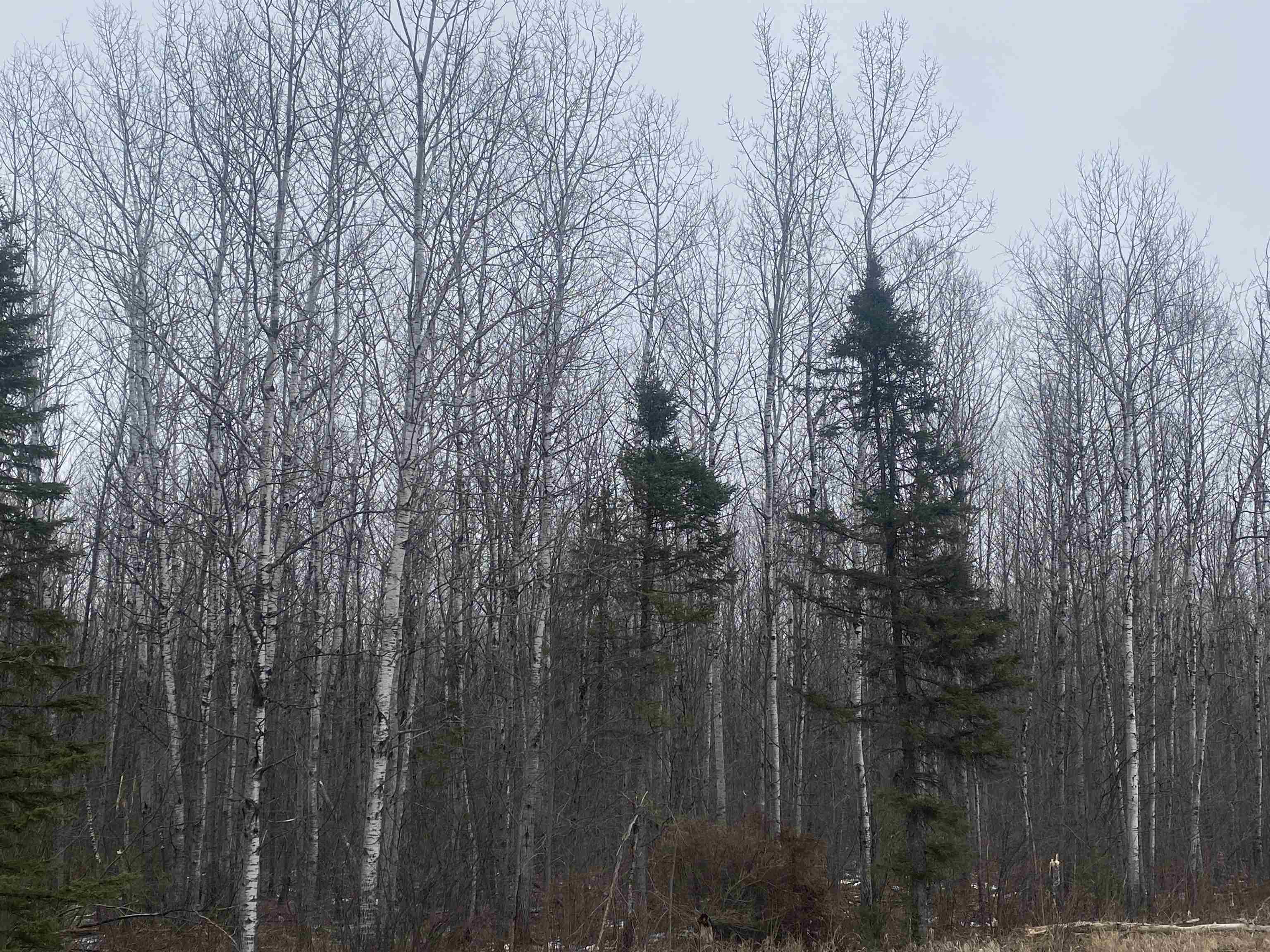 ON COUNTY ROAD E, Tomahawk, Wisconsin 54487, ,Land,For Sale,ON COUNTY ROAD E,22501165