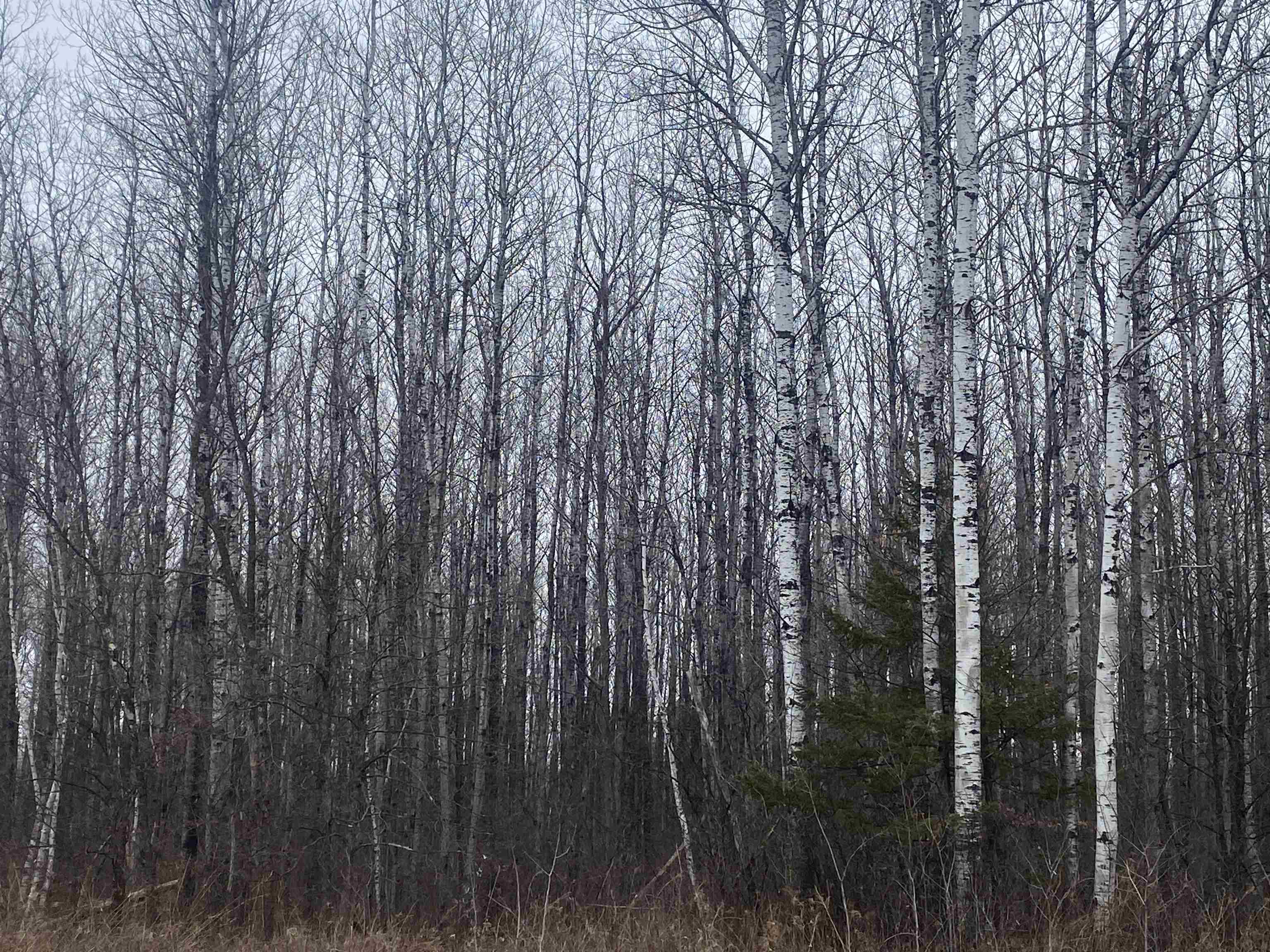 ON COUNTY ROAD E, Tomahawk, Wisconsin 54487, ,Land,For Sale,ON COUNTY ROAD E,22501166