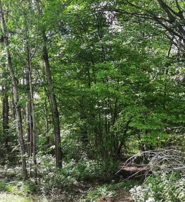 77.09 Acres COUNTY ROAD G, Wausau, Wisconsin 54403, ,Land,For Sale,77.09 Acres COUNTY ROAD G,22501201
