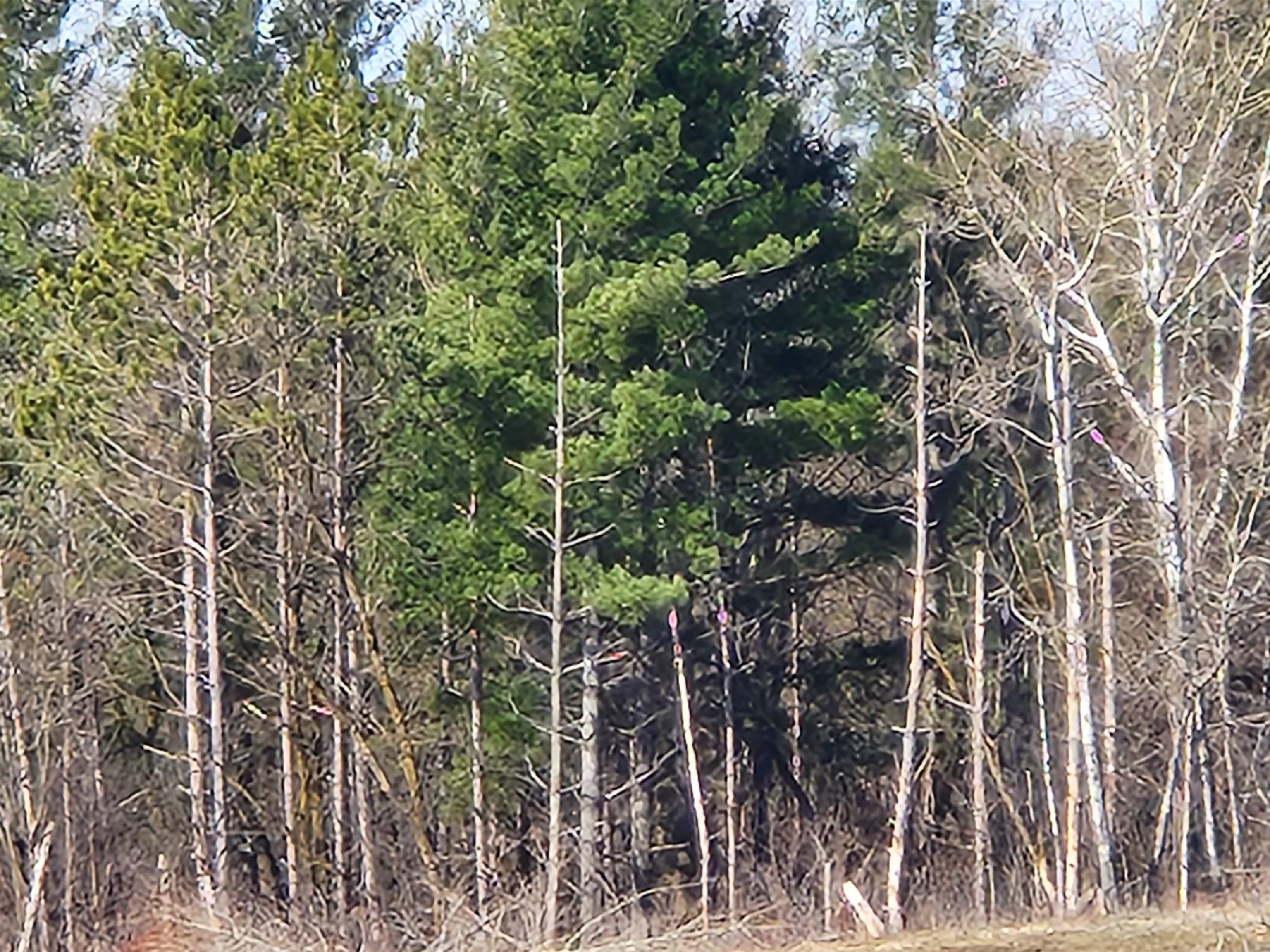 292ND STREET, WILSON, Wisconsin 54027, ,Land,For Sale,292ND STREET,22501234