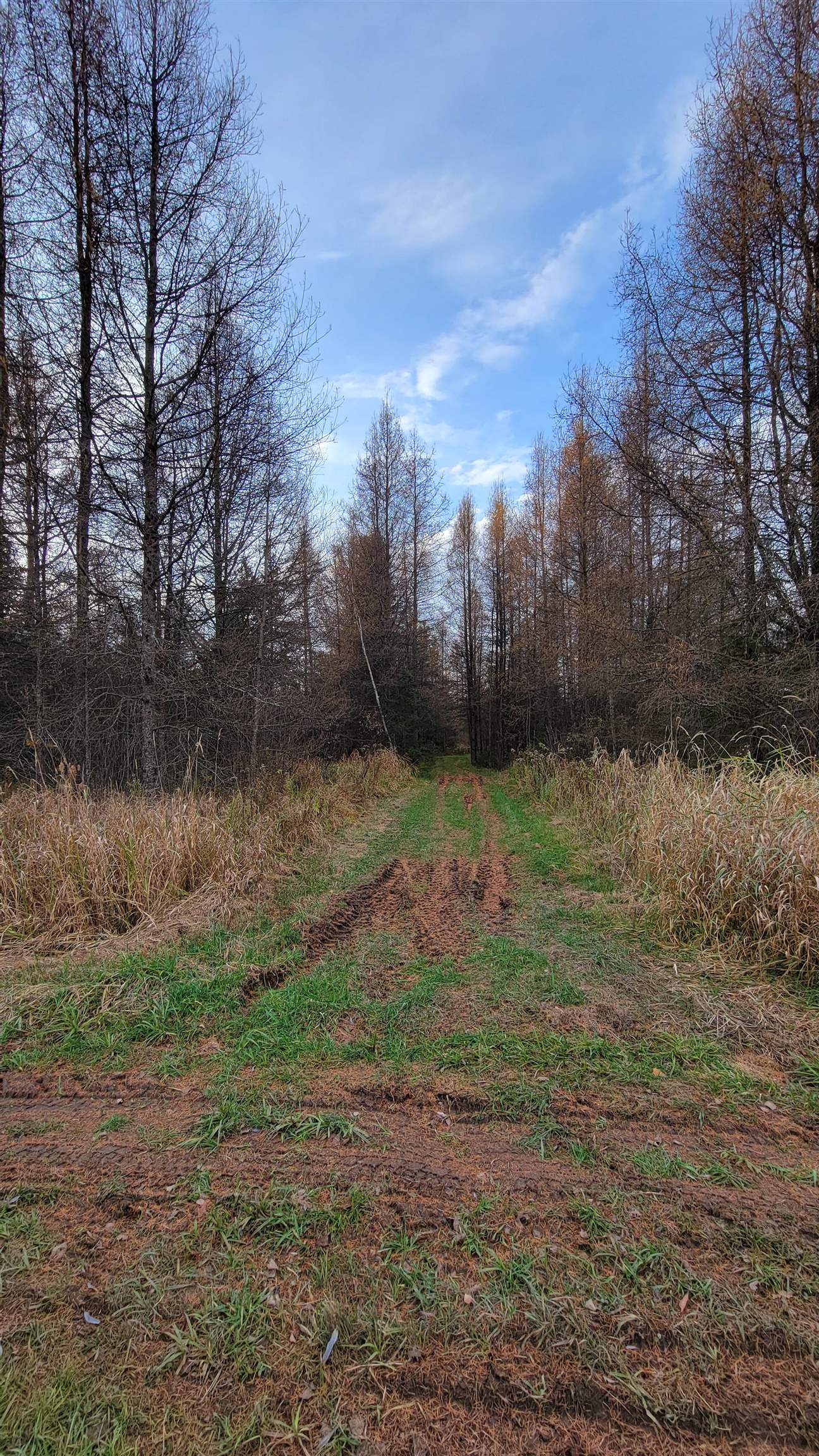 W12391 KEYES ROAD, Deerbrook, Wisconsin 54424, ,Land,For Sale,W12391 KEYES ROAD,22501415