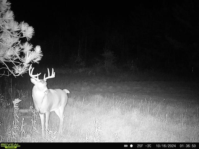 120 Acres STETTIN DRIVE, Wausau, Wisconsin 54401, ,Land,For Sale,120 Acres STETTIN DRIVE,22501466