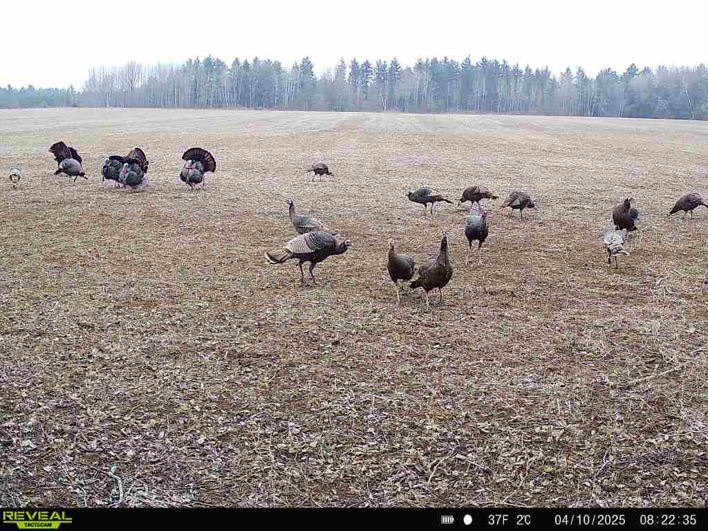 120 Acres STETTIN DRIVE, Wausau, Wisconsin 54401, ,Land,For Sale,120 Acres STETTIN DRIVE,22501466