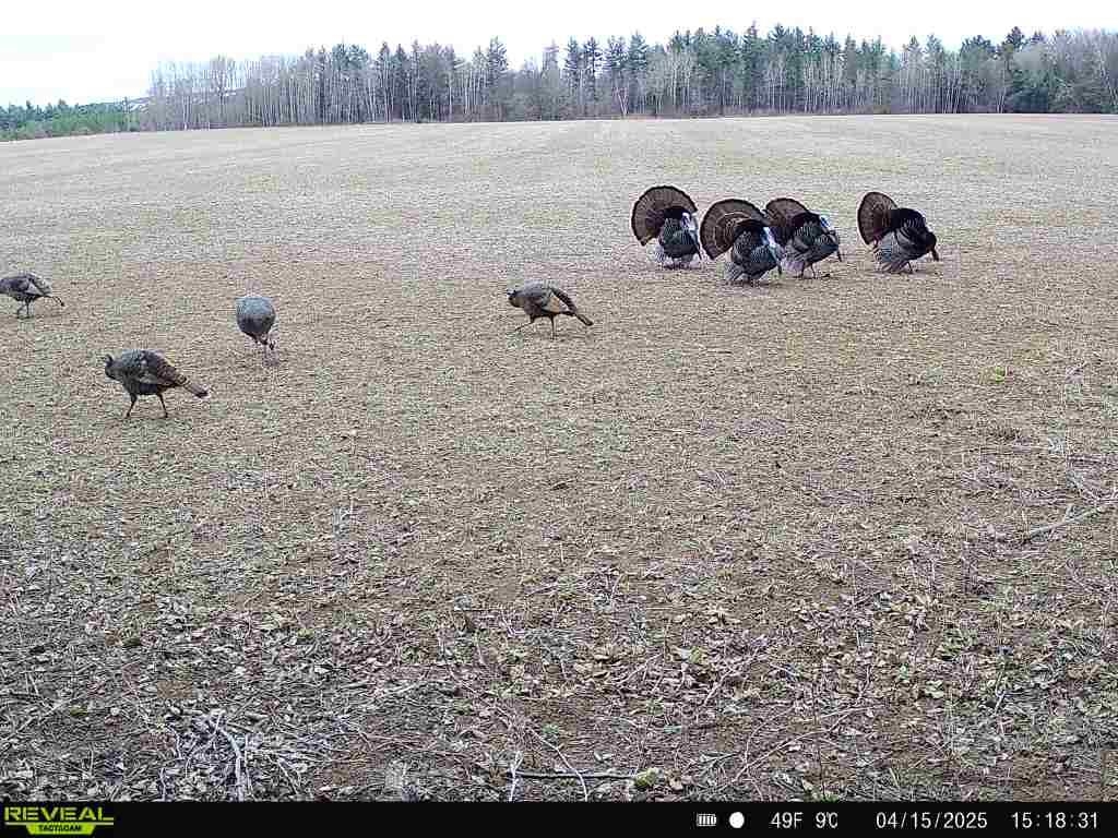 120 Acres STETTIN DRIVE, Wausau, Wisconsin 54401, ,Land,For Sale,120 Acres STETTIN DRIVE,22501466