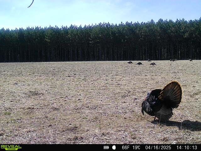 120 Acres STETTIN DRIVE, Wausau, Wisconsin 54401, ,Land,For Sale,120 Acres STETTIN DRIVE,22501466