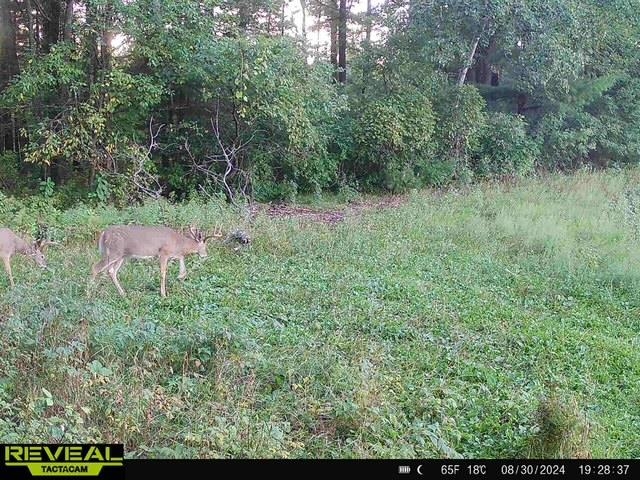 120 Acres STETTIN DRIVE, Wausau, Wisconsin 54401, ,Land,For Sale,120 Acres STETTIN DRIVE,22501466