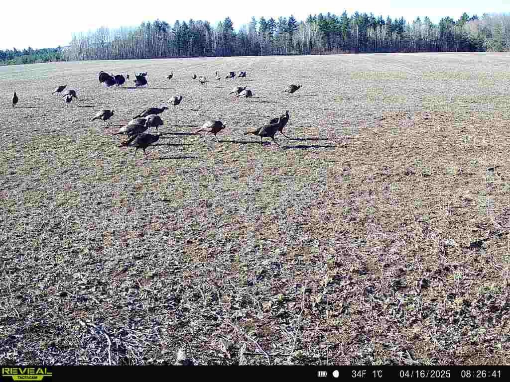 120 Acres STETTIN DRIVE, Wausau, Wisconsin 54401, ,Land,For Sale,120 Acres STETTIN DRIVE,22501466