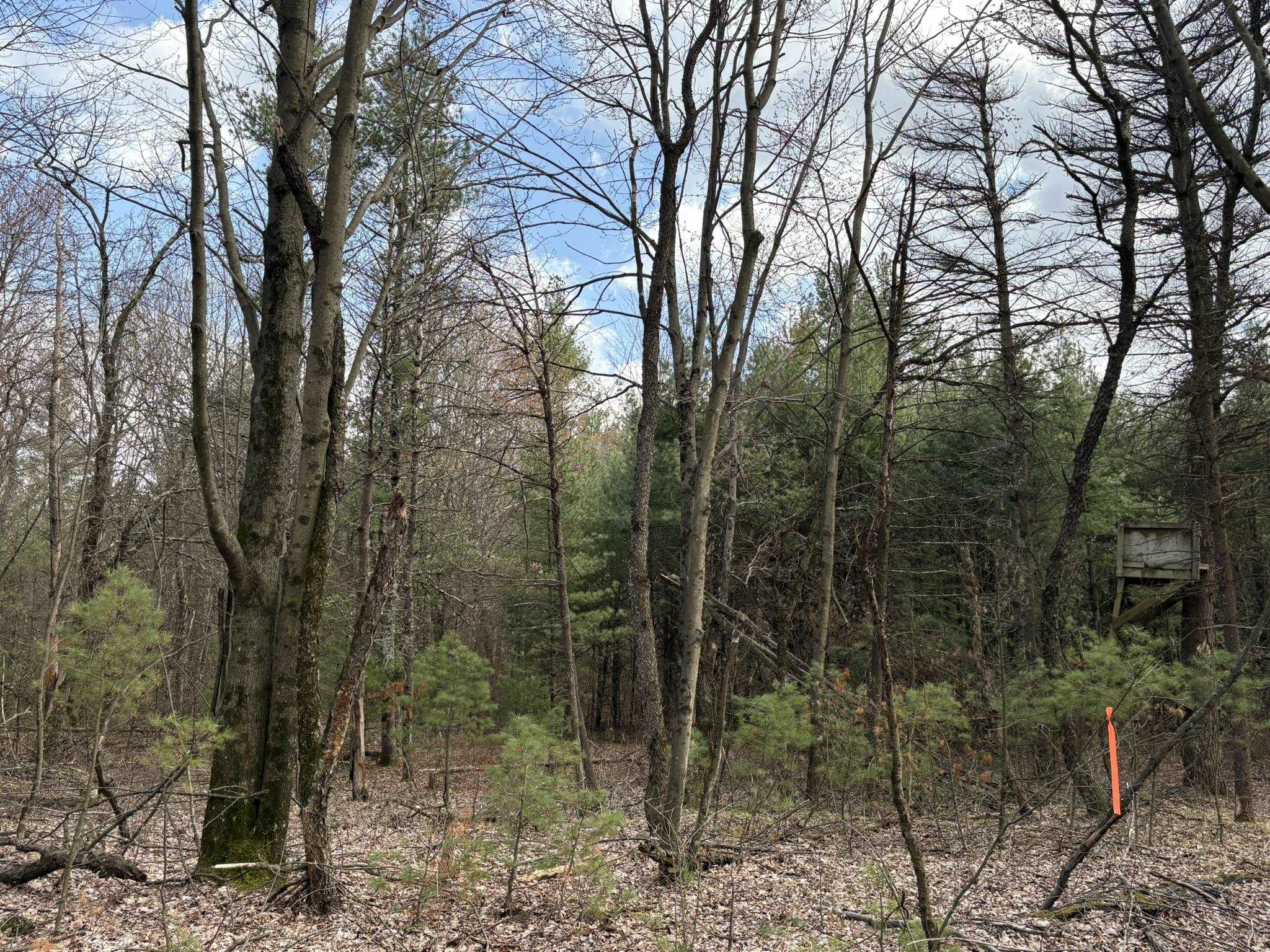 10 Acres STATE HIGHWAY 13, Nekoosa, Wisconsin 54457, ,Land,For Sale,10 Acres STATE HIGHWAY 13,22501551