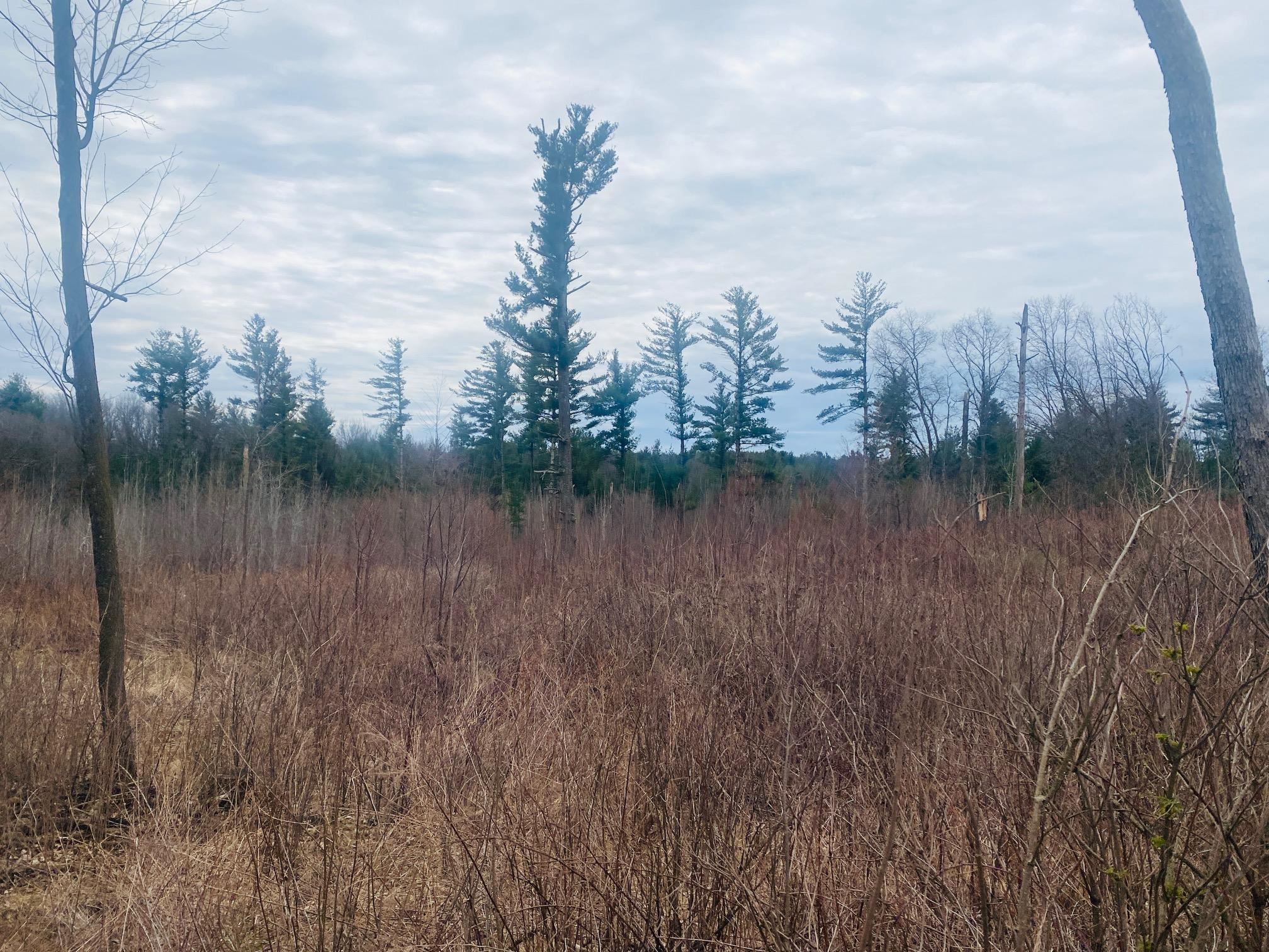 42.53A COUNTY ROAD Q, Amherst Junction, Wisconsin 54407, ,Land,For Sale,42.53A COUNTY ROAD Q,22501700