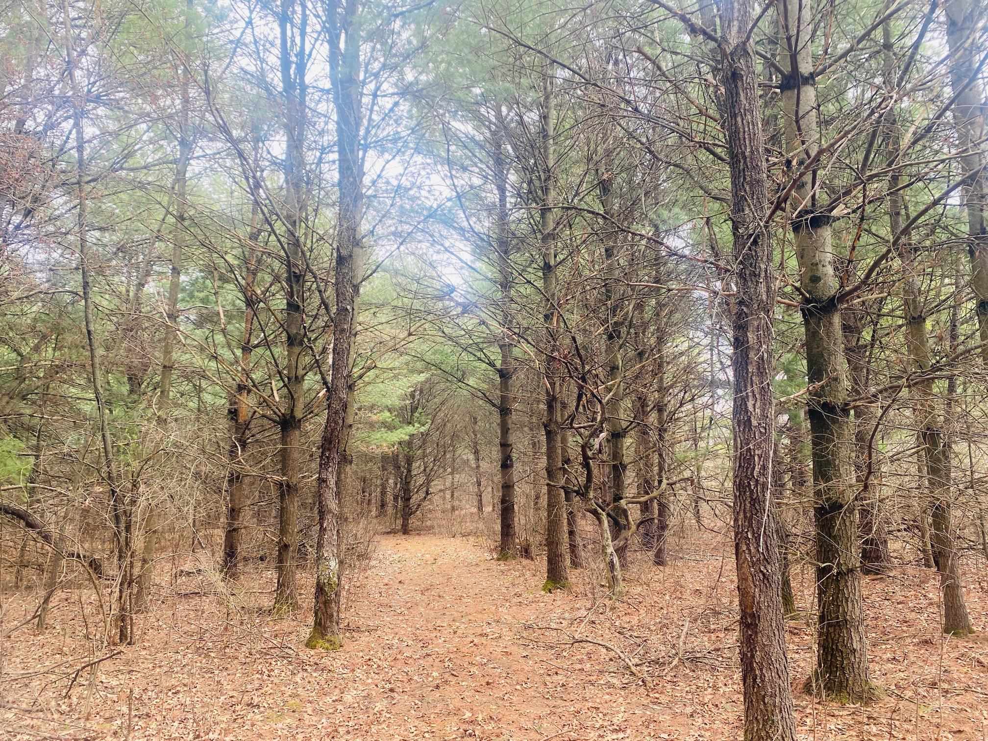 42.53A COUNTY ROAD Q, Amherst Junction, Wisconsin 54407, ,Land,For Sale,42.53A COUNTY ROAD Q,22501700