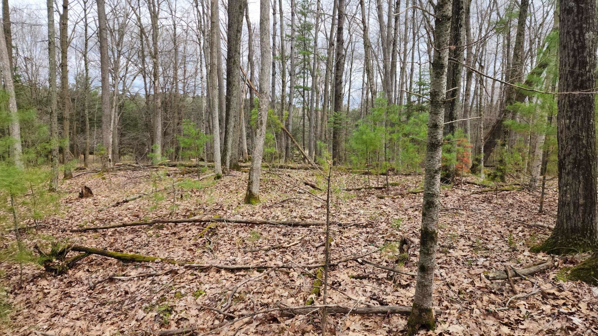 2720 LINDEN ROAD, Rosholt, Wisconsin 54473, ,Land,For Sale,2720 LINDEN ROAD,22501774