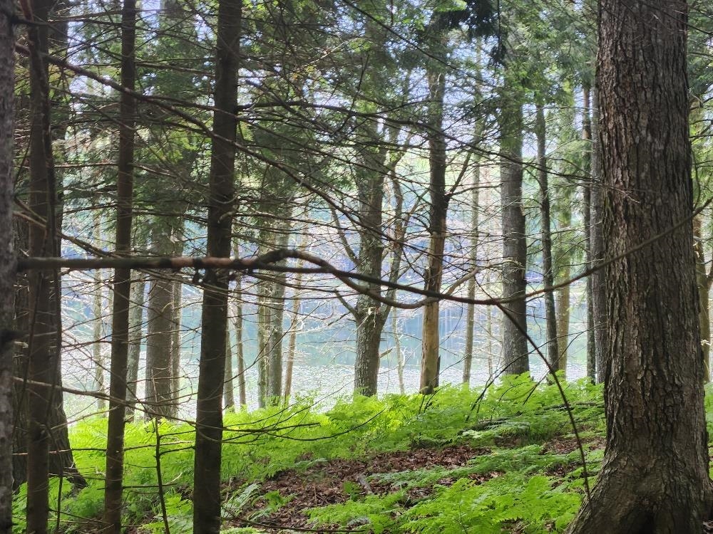 5912 W TWIN LAKE ROAD, Hazelhurst, Wisconsin 54531, ,Land,For Sale,5912 W TWIN LAKE ROAD,22501785