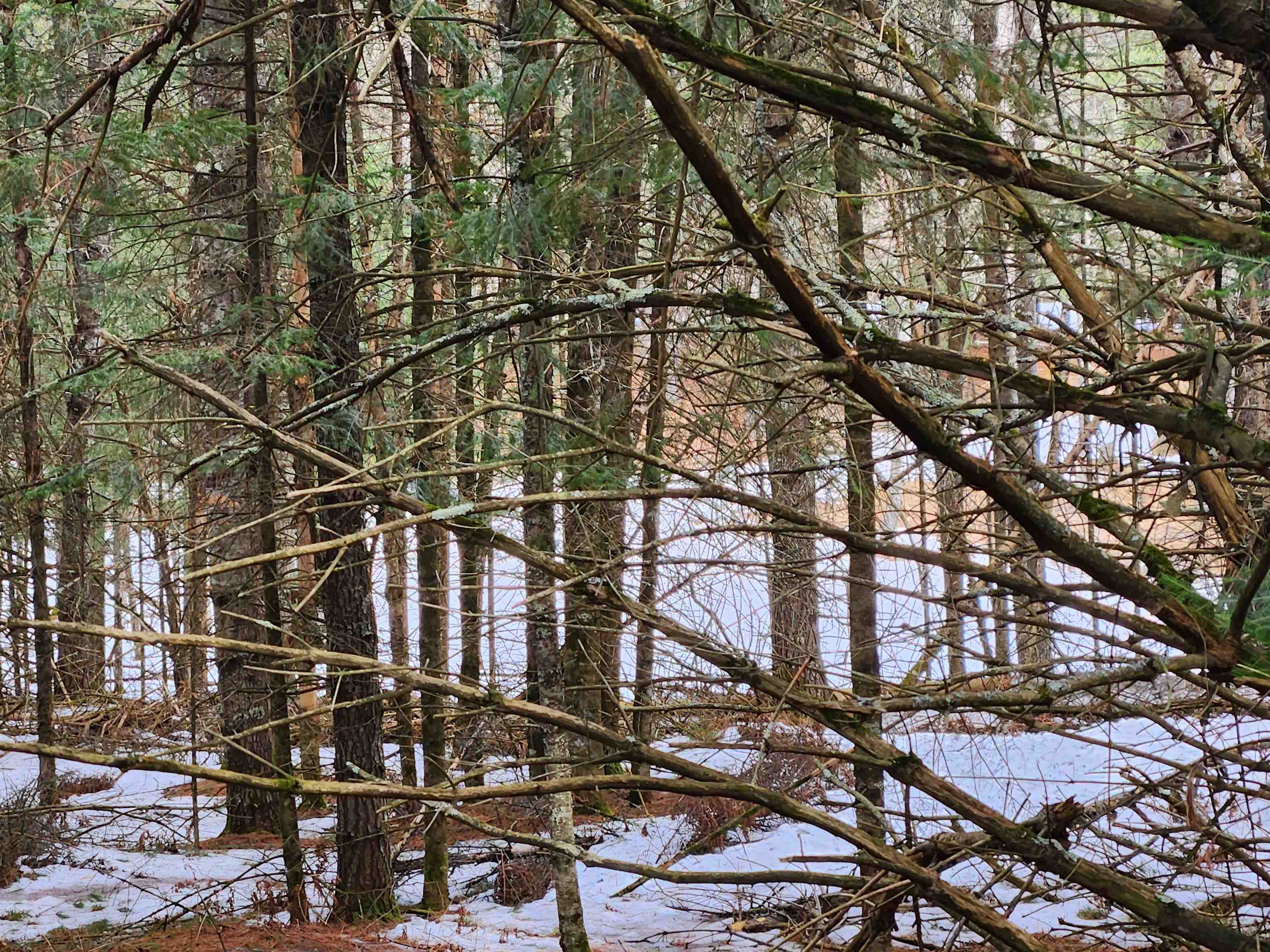 5912 W TWIN LAKE ROAD, Hazelhurst, Wisconsin 54531, ,Land,For Sale,5912 W TWIN LAKE ROAD,22501785