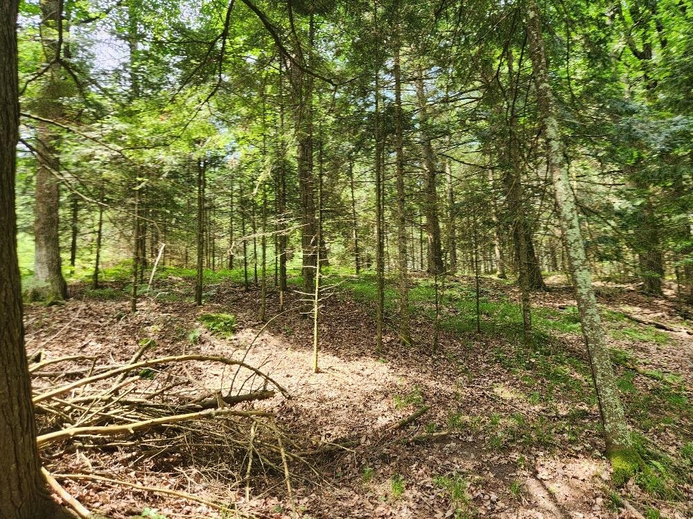 5912 W TWIN LAKE ROAD, Hazelhurst, Wisconsin 54531, ,Land,For Sale,5912 W TWIN LAKE ROAD,22501785