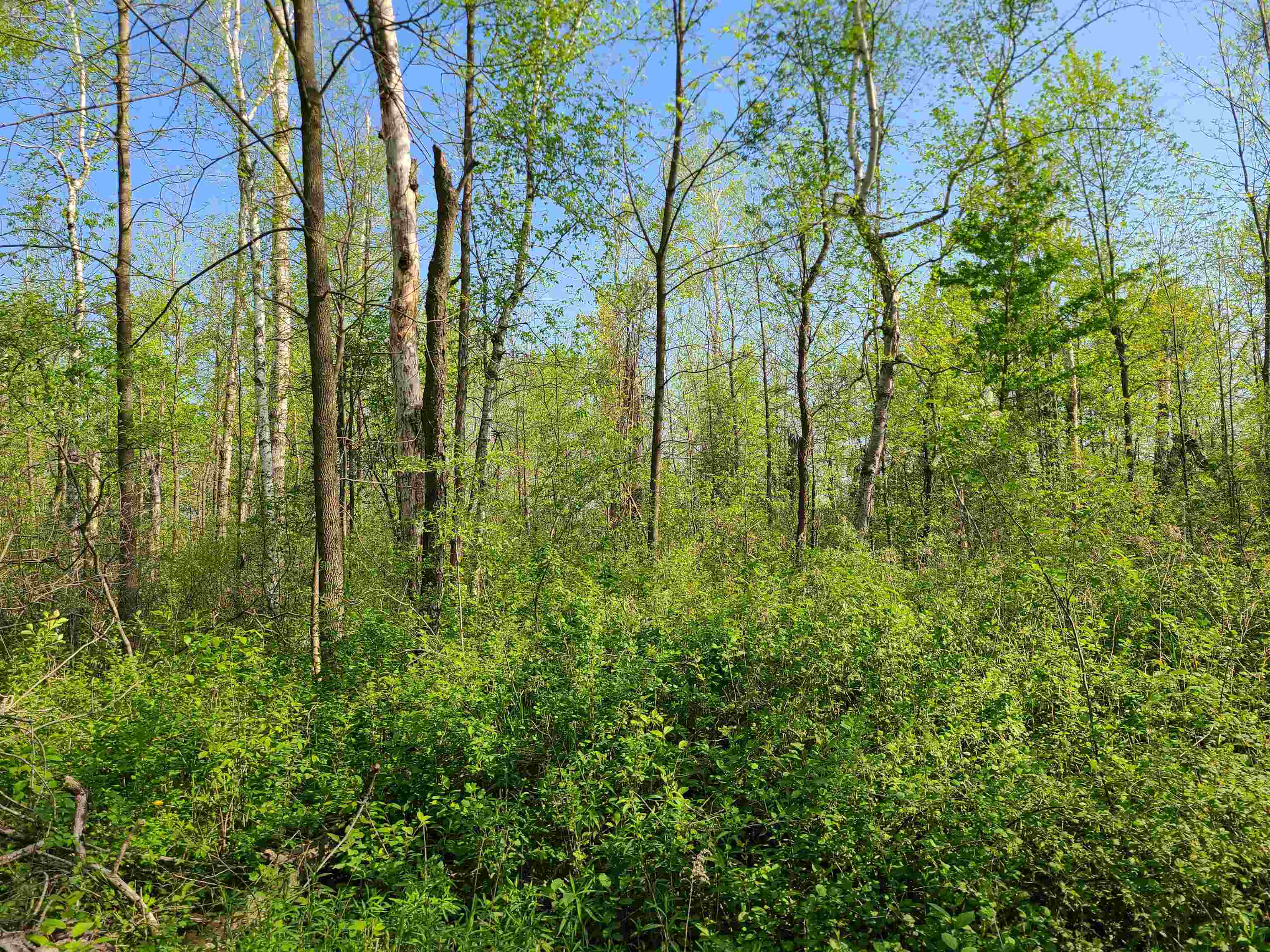 186TH AVENUE, Boyd, Wisconsin 54726, ,Land,For Sale,186TH AVENUE,22501960