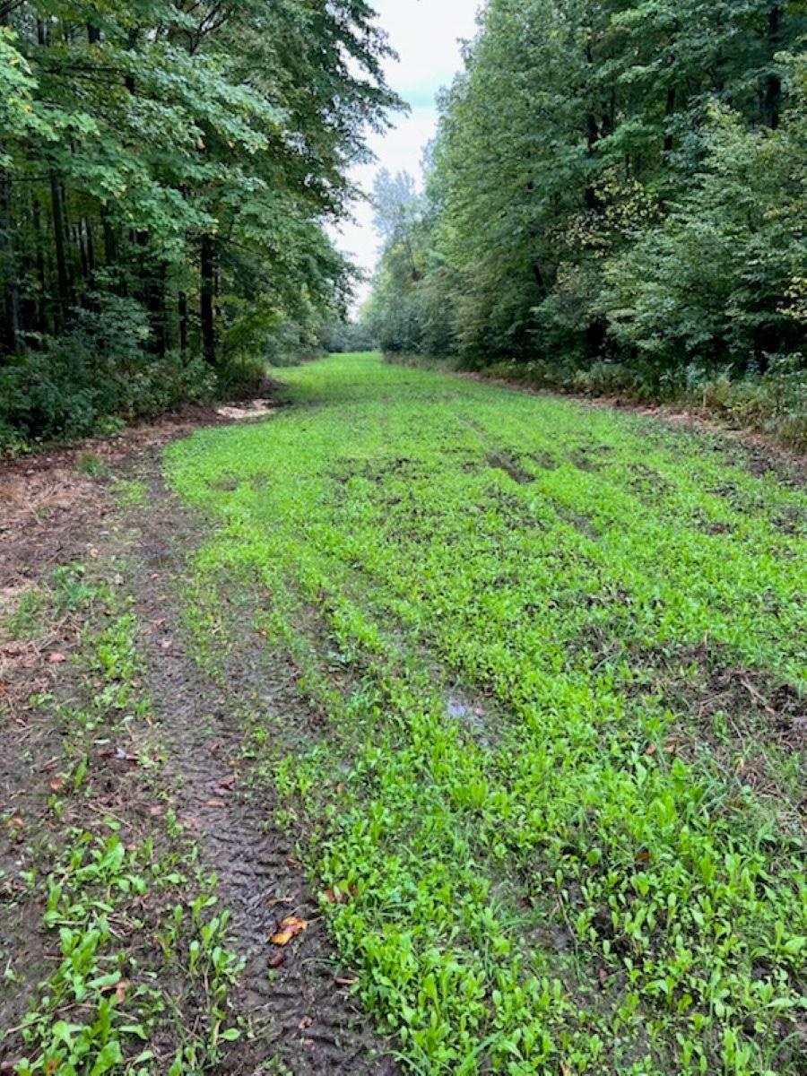 WALNUT ROAD, Kennan, Wisconsin 54537, ,Land,For Sale,WALNUT ROAD,22502057