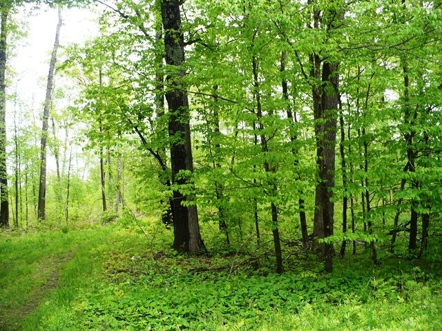 Sec 2 FISHER AVENUE, Neillsville, Wisconsin 54456, ,Land,For Sale,Sec 2 FISHER AVENUE,22502093