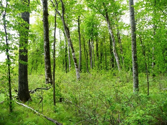 Sec 2 FISHER AVENUE, Neillsville, Wisconsin 54456, ,Land,For Sale,Sec 2 FISHER AVENUE,22502093