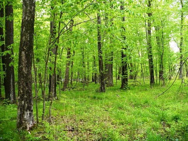 Sec 2 FISHER AVENUE, Neillsville, Wisconsin 54456, ,Land,For Sale,Sec 2 FISHER AVENUE,22502093