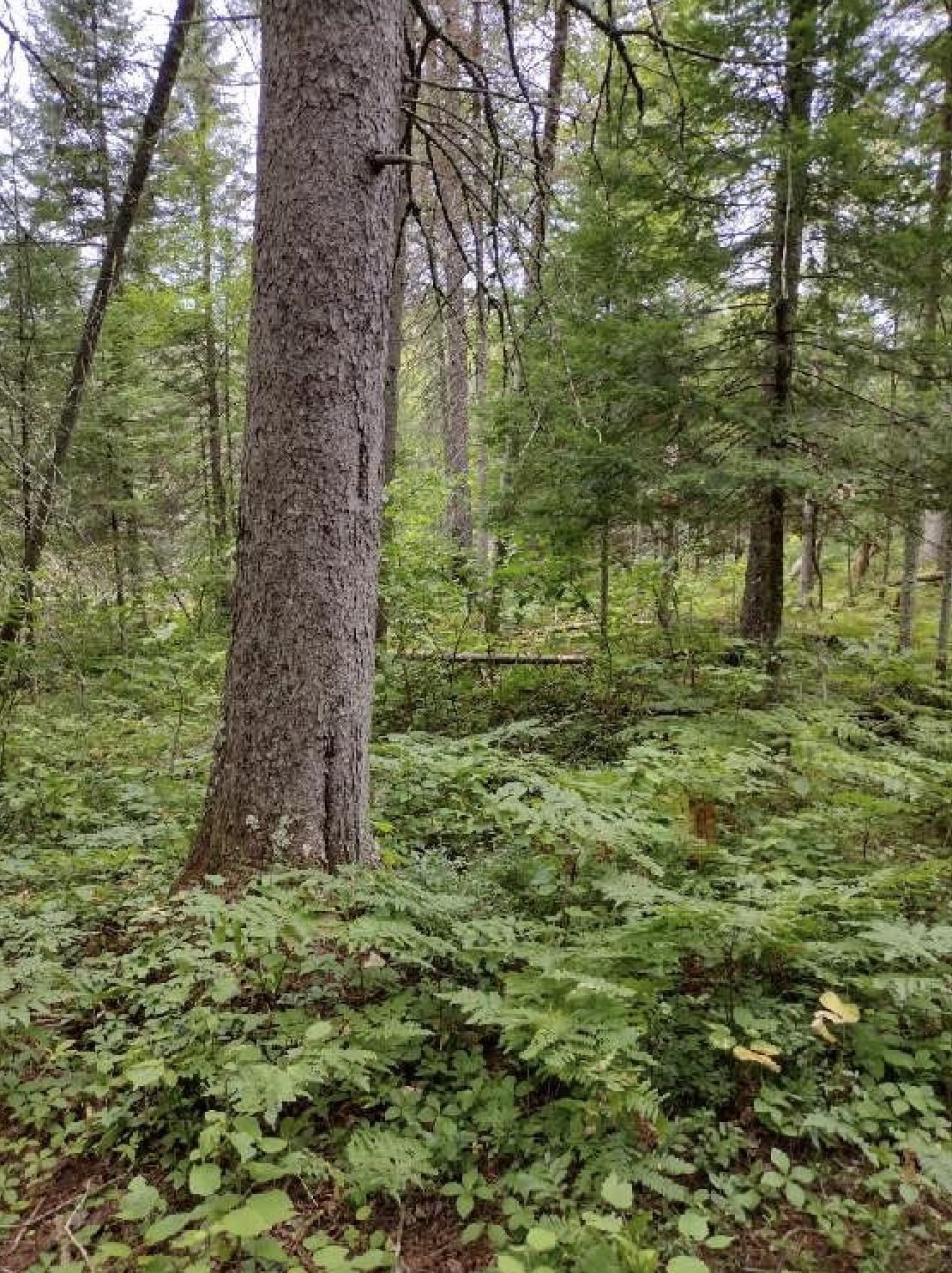 0.56 Acres W KILLARNEY DRIVE, Tomahawk, Wisconsin 54487, ,Land,For Sale,0.56 Acres W KILLARNEY DRIVE,22502207