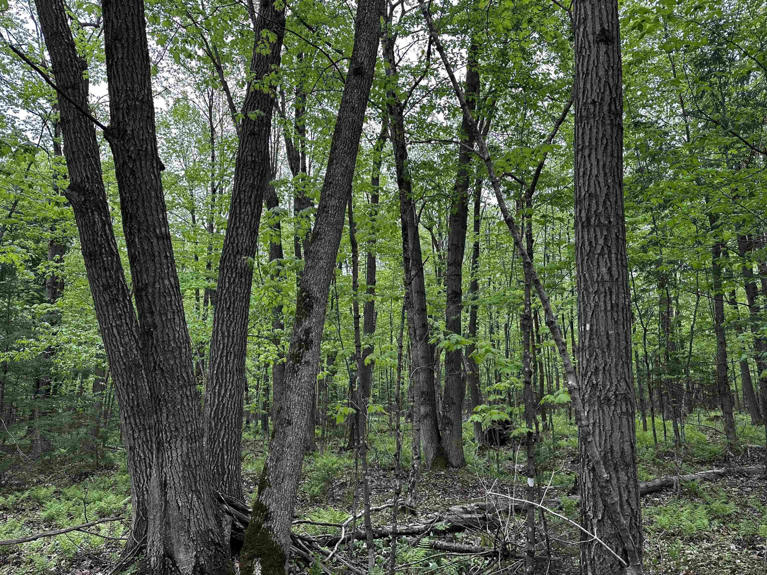01 GRANITE ROAD, Wausau, Wisconsin 54403, ,Land,For Sale,01 GRANITE ROAD,22502223