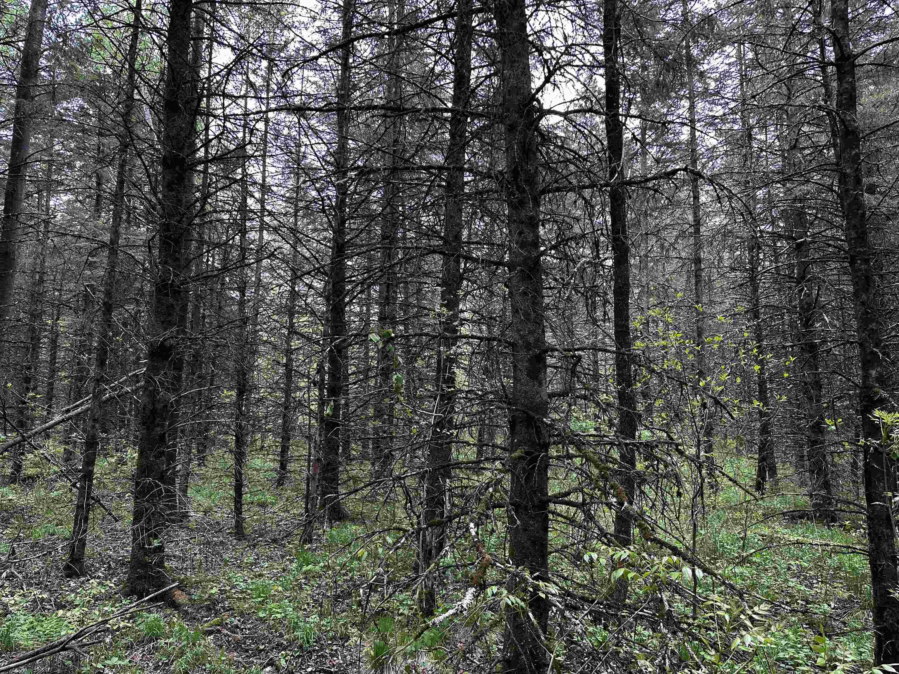 02 GRANITE ROAD, Wausau, Wisconsin 54403, ,Land,For Sale,02 GRANITE ROAD,22502229