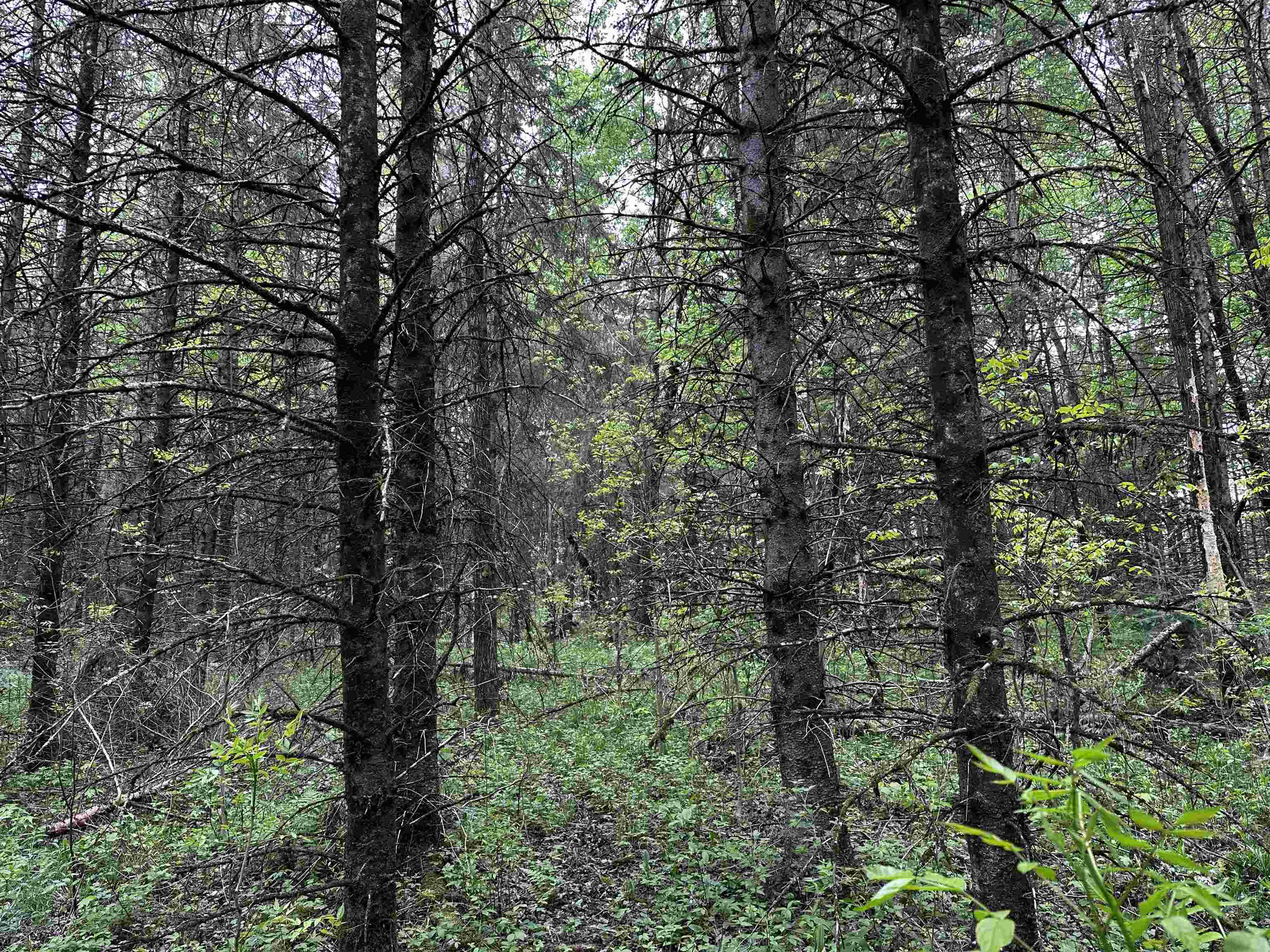 02 GRANITE ROAD, Wausau, Wisconsin 54403, ,Land,For Sale,02 GRANITE ROAD,22502229