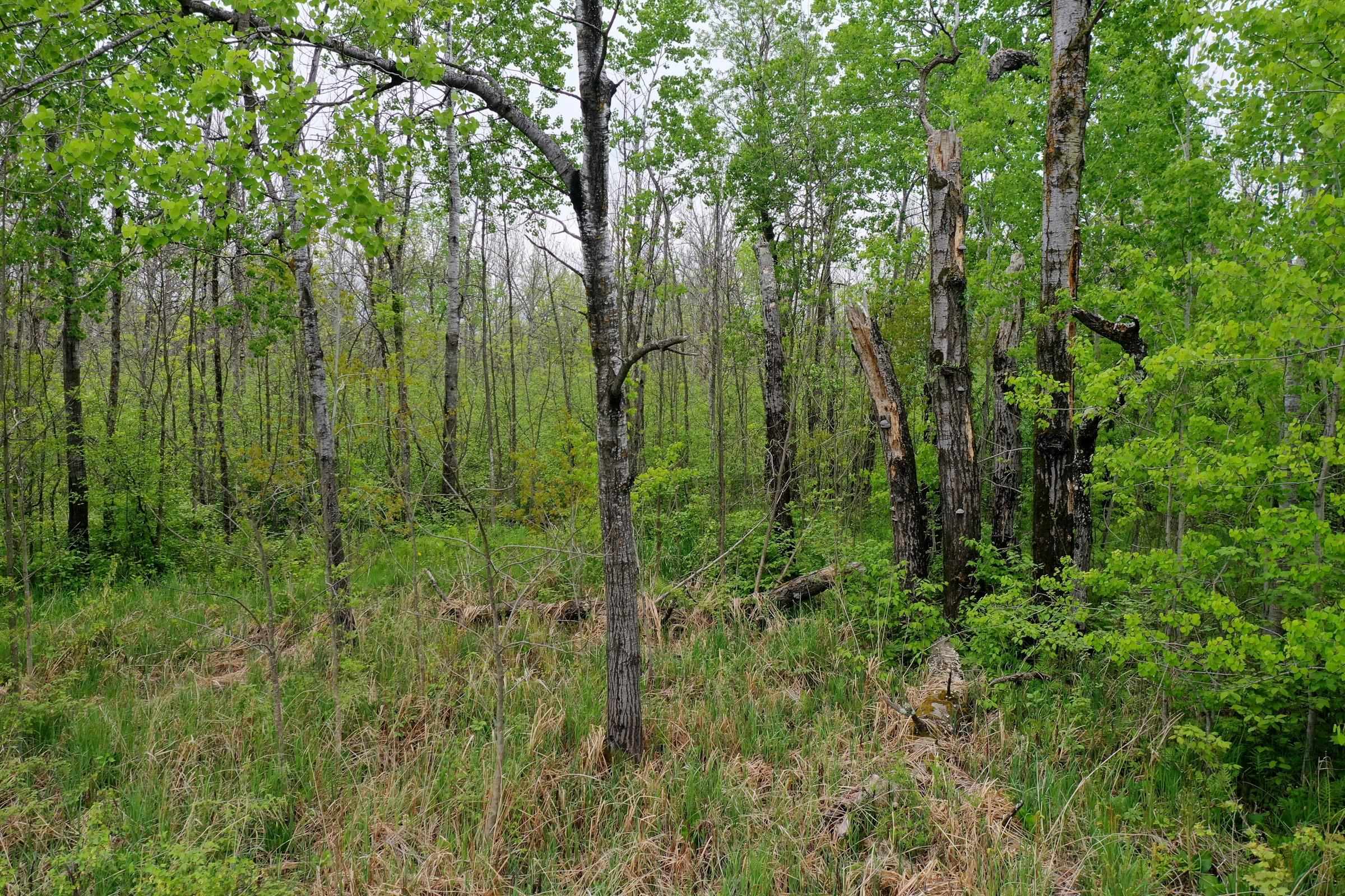 W7411 PERKINSTOWN AVENUE, Medford, Wisconsin 54451, ,Land,For Sale,W7411 PERKINSTOWN AVENUE,22502252