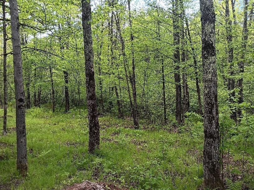 N10095 WOODLAND LANE, Phillips, Wisconsin 54555, ,Land,For Sale,N10095 WOODLAND LANE,22502329