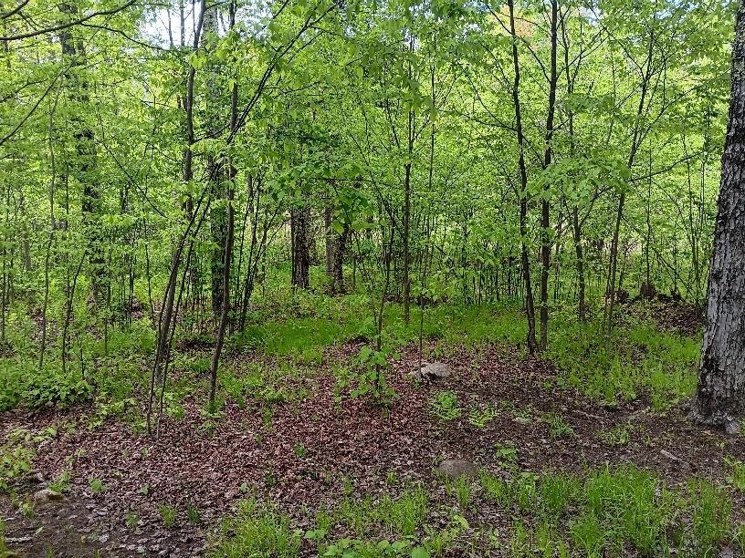 N10095 WOODLAND LANE, Phillips, Wisconsin 54555, ,Land,For Sale,N10095 WOODLAND LANE,22502329