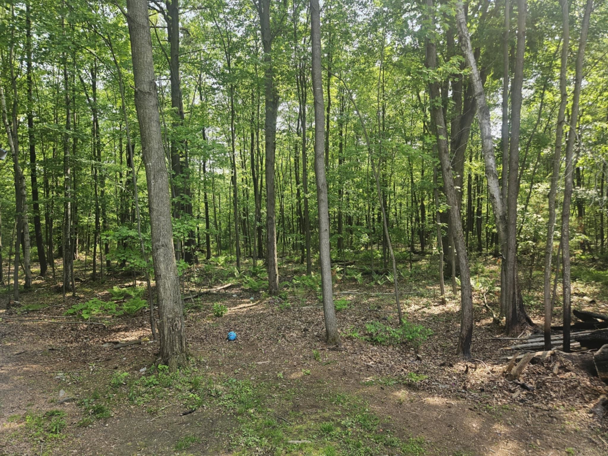 W967 CAMPFIRE ROAD, Granton, Wisconsin 54436, 3 Bedrooms Bedrooms, ,2 BathroomsBathrooms,Residential,For Sale,W967 CAMPFIRE ROAD,22502365