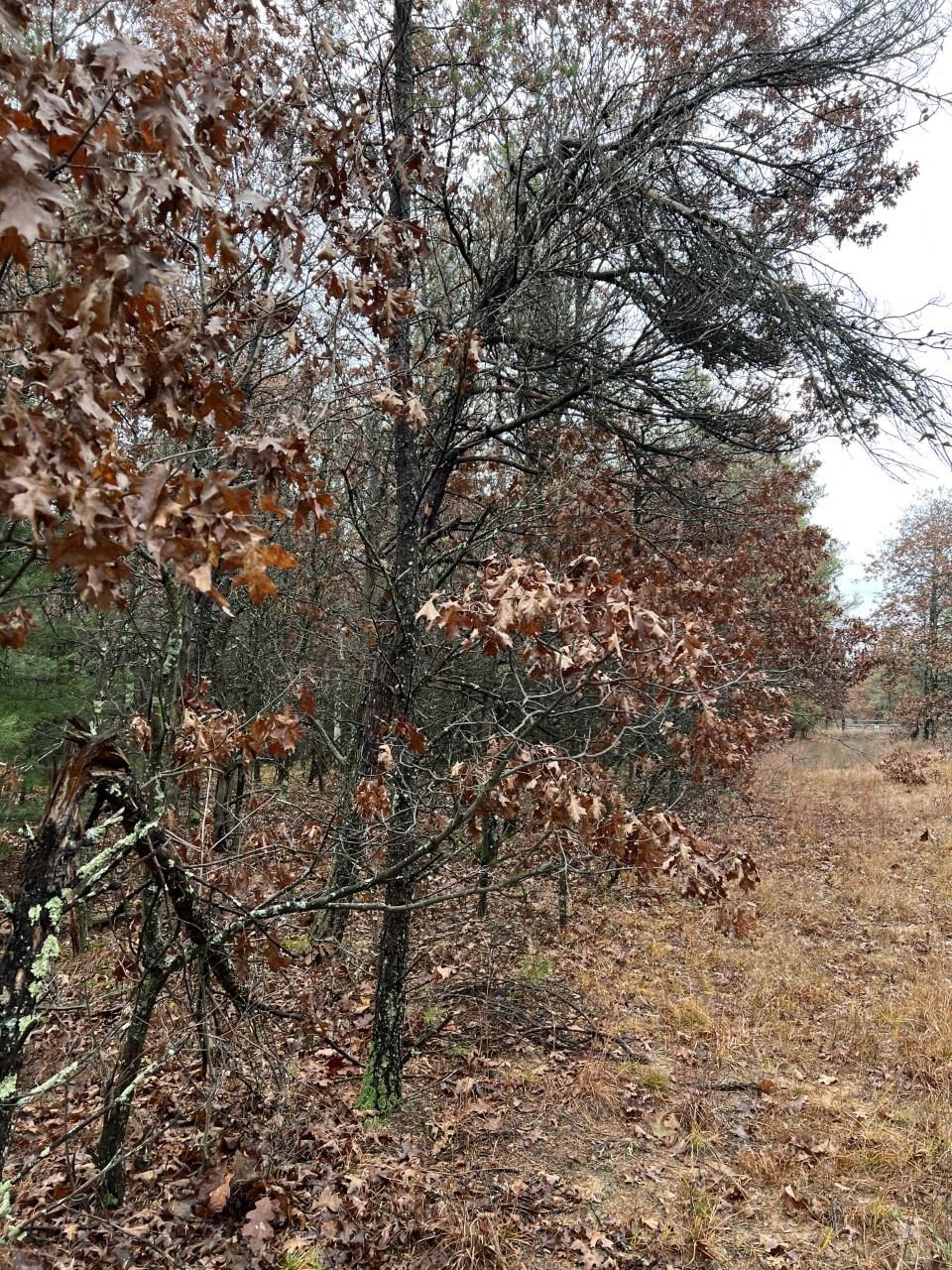 000 64TH STREET SOUTH, Wisconsin Rapids, Wisconsin 54494, ,Land,For Sale,000 64TH STREET SOUTH,22502373