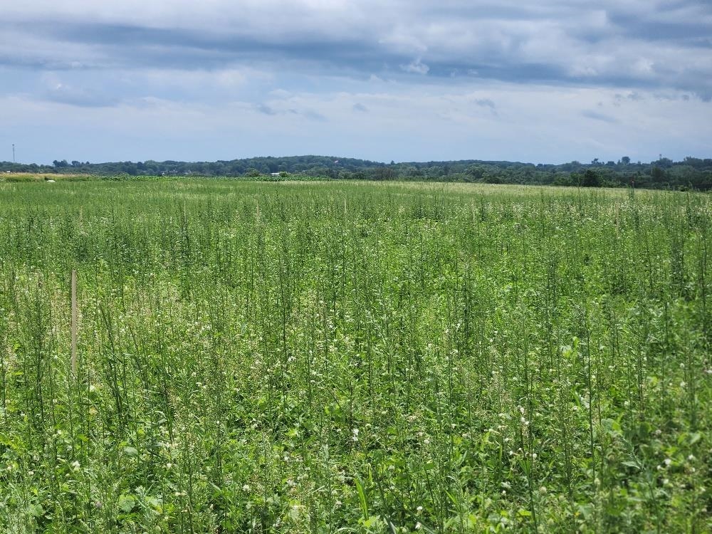 503 W NORTH ROAD, Cadott, Wisconsin 54727, ,Land,For Sale,503 W NORTH ROAD,22503027