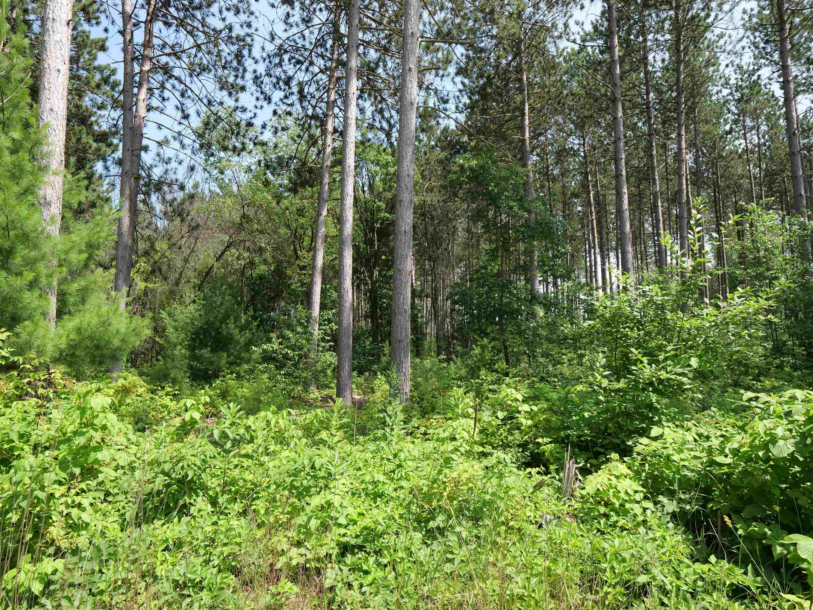 Lot 6 TWO SISTERS COURT, Stevens Point, Wisconsin 54482, ,Land,For Sale,Lot 6 TWO SISTERS COURT,22503210