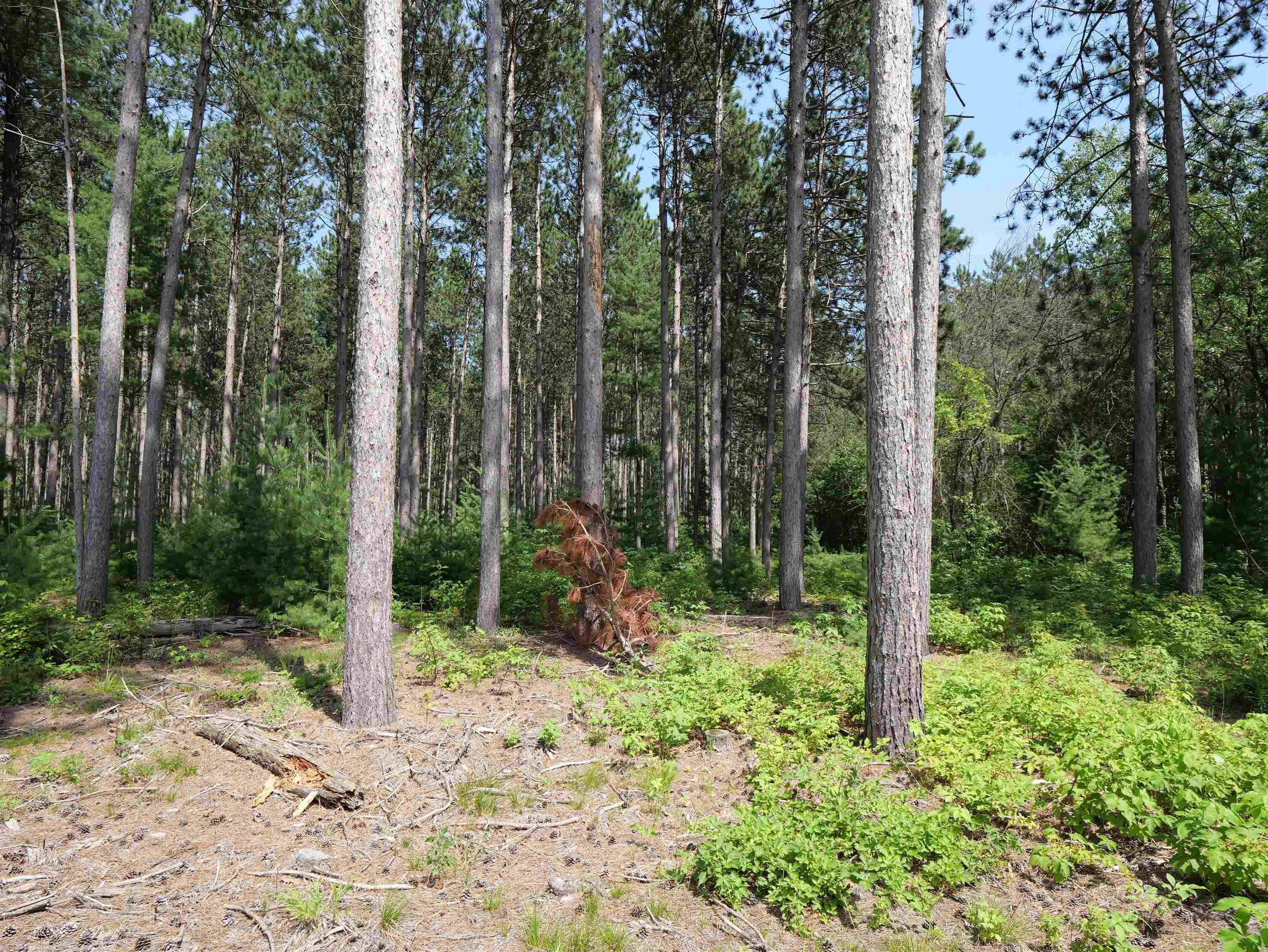 Lot 6 TWO SISTERS COURT, Stevens Point, Wisconsin 54482, ,Land,For Sale,Lot 6 TWO SISTERS COURT,22503210
