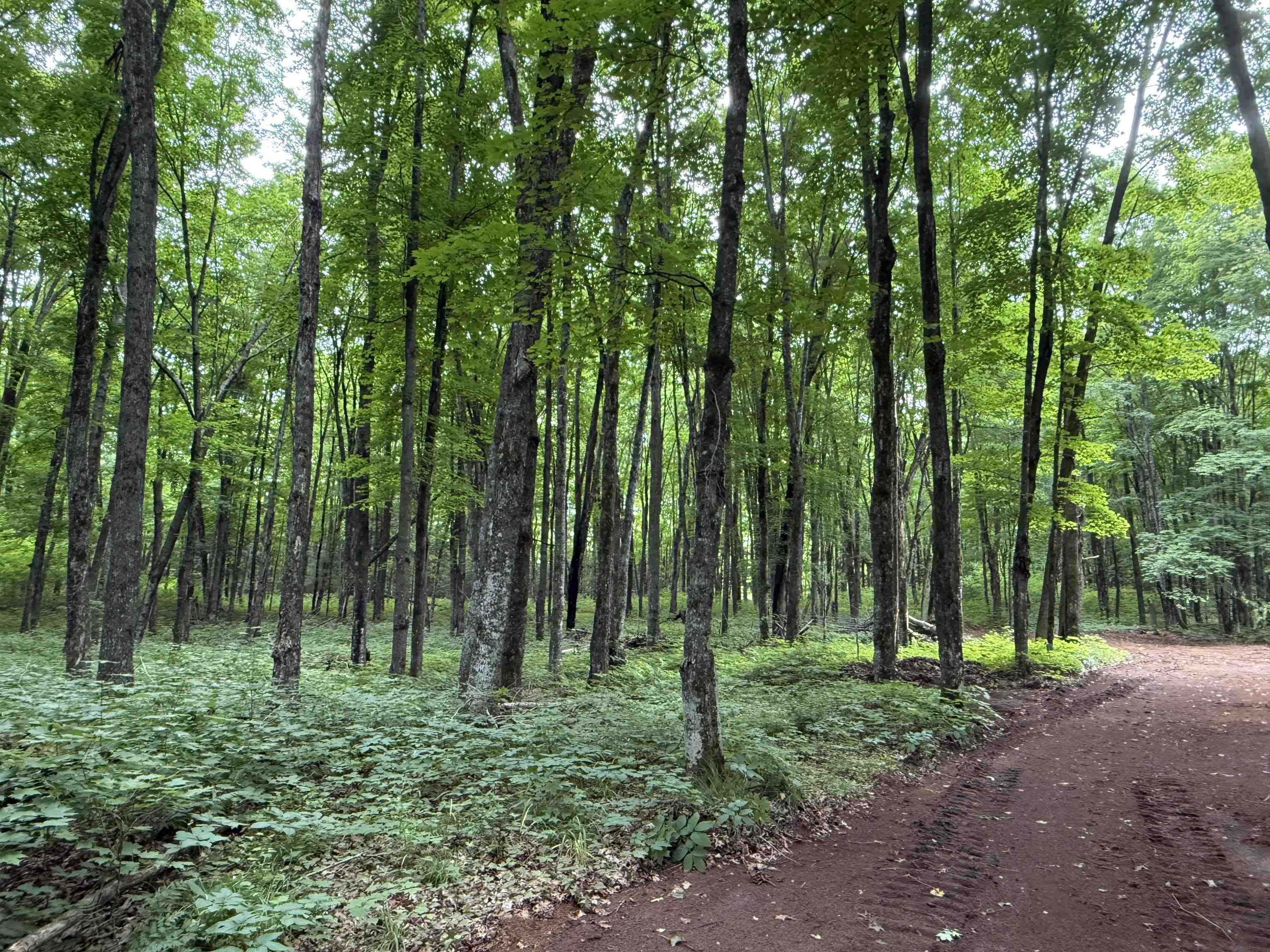 25 A On BEARSKULL ROAD, Park Falls, Wisconsin 54552, ,Land,For Sale,25 A On BEARSKULL ROAD,22503318