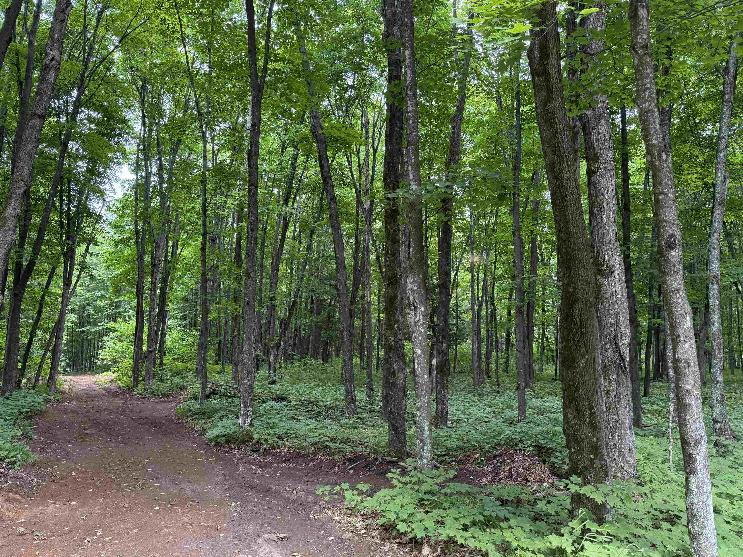 25 A On BEARSKULL ROAD, Park Falls, Wisconsin 54552, ,Land,For Sale,25 A On BEARSKULL ROAD,22503318