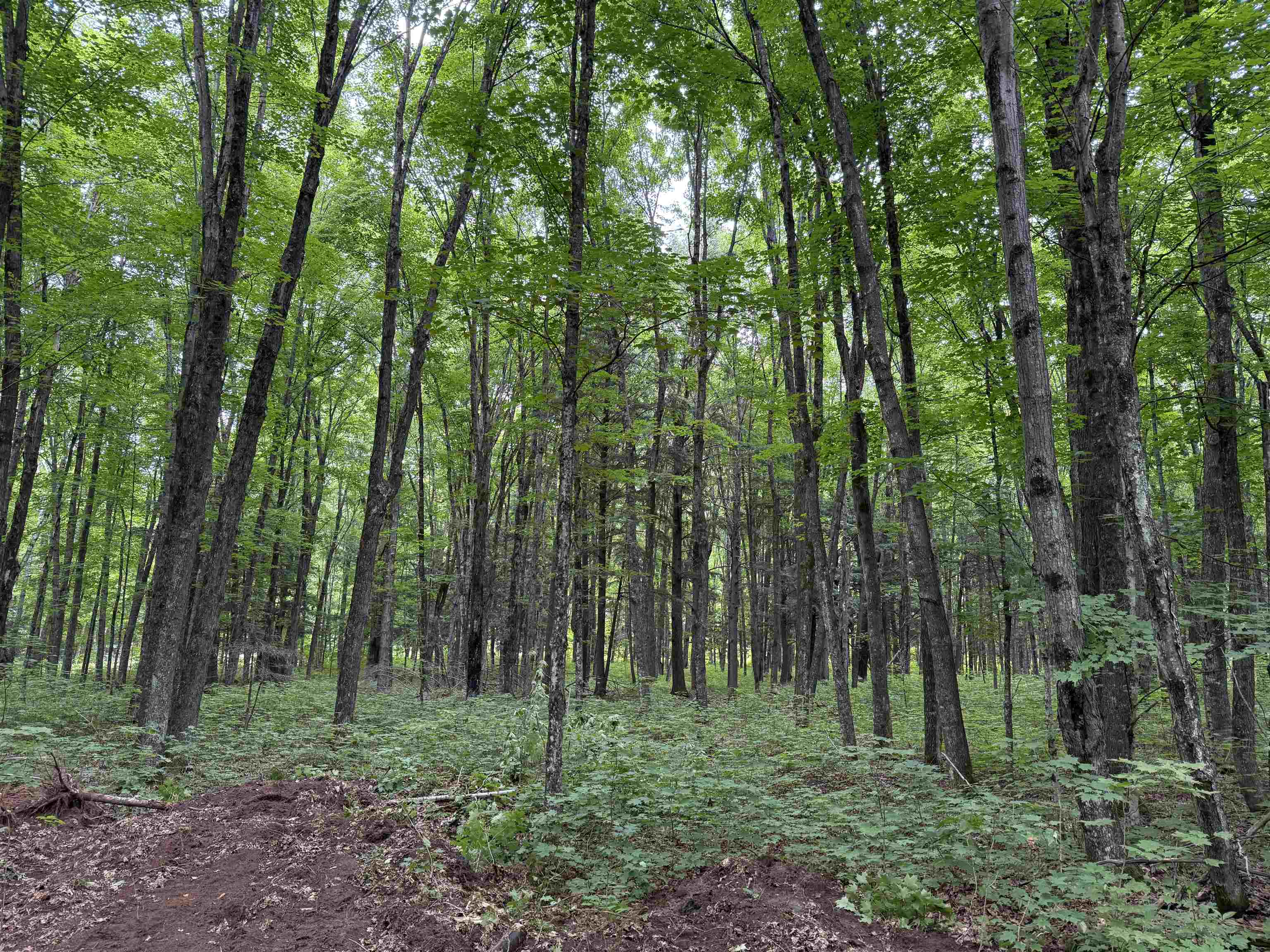 25 A On BEARSKULL ROAD, Park Falls, Wisconsin 54552, ,Land,For Sale,25 A On BEARSKULL ROAD,22503318