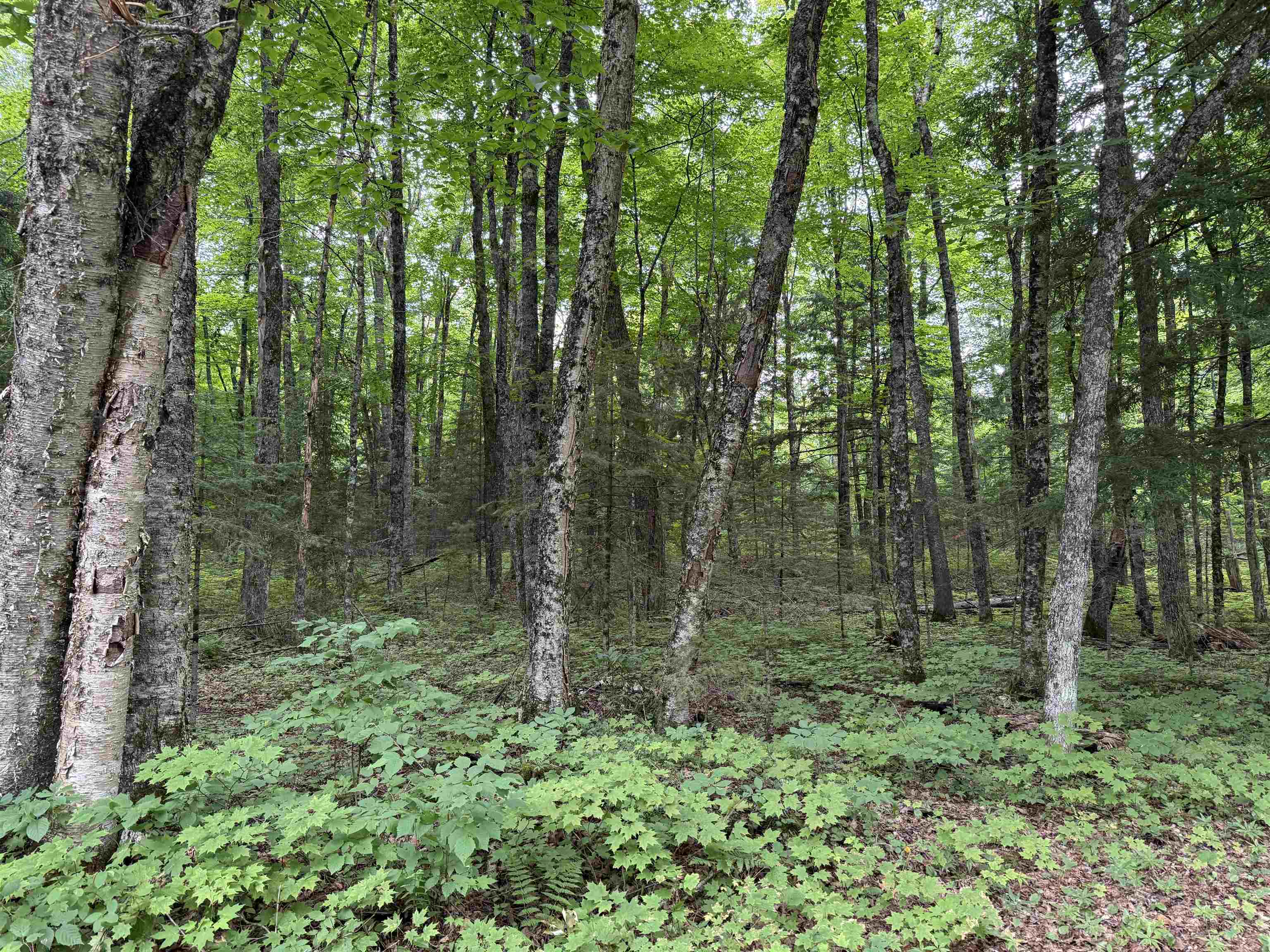 25 A On BEARSKULL ROAD, Park Falls, Wisconsin 54552, ,Land,For Sale,25 A On BEARSKULL ROAD,22503318