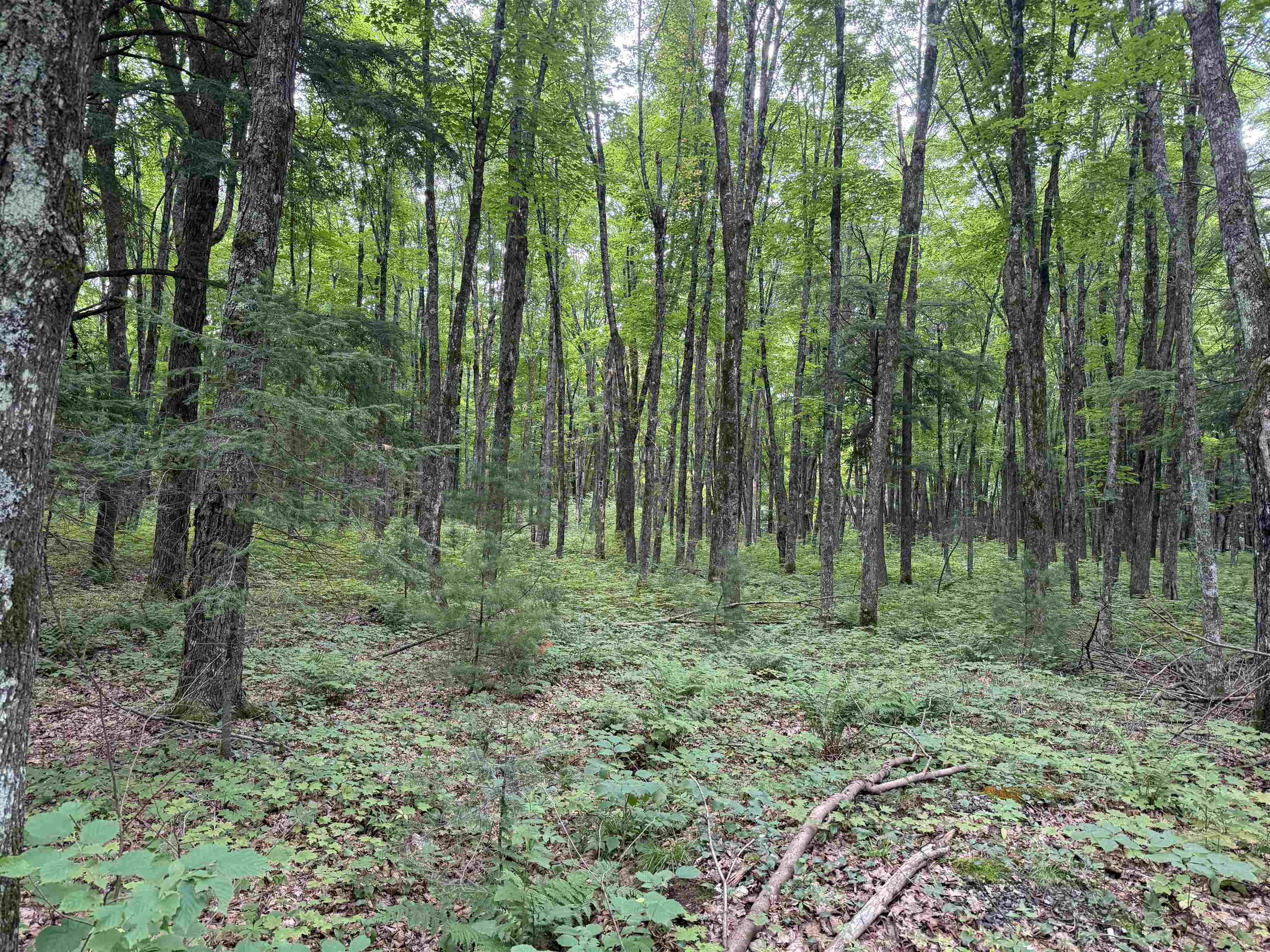 25 A On BEARSKULL ROAD, Park Falls, Wisconsin 54552, ,Land,For Sale,25 A On BEARSKULL ROAD,22503318