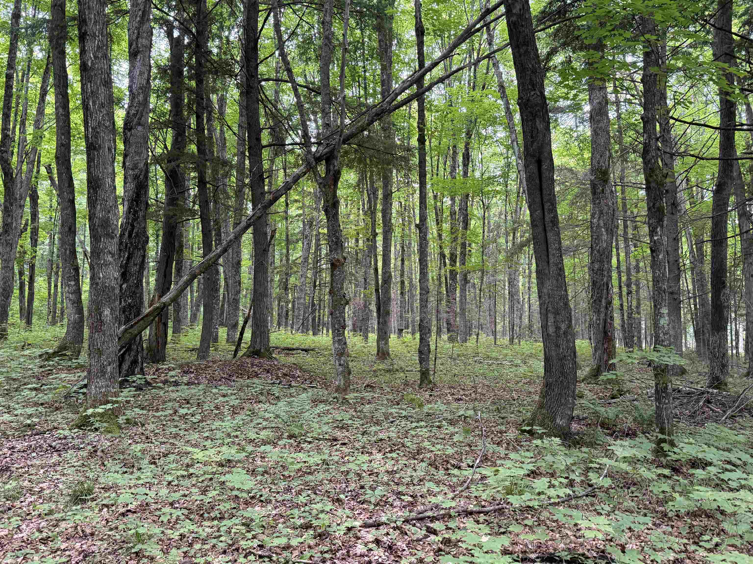 25 A On BEARSKULL ROAD, Park Falls, Wisconsin 54552, ,Land,For Sale,25 A On BEARSKULL ROAD,22503318