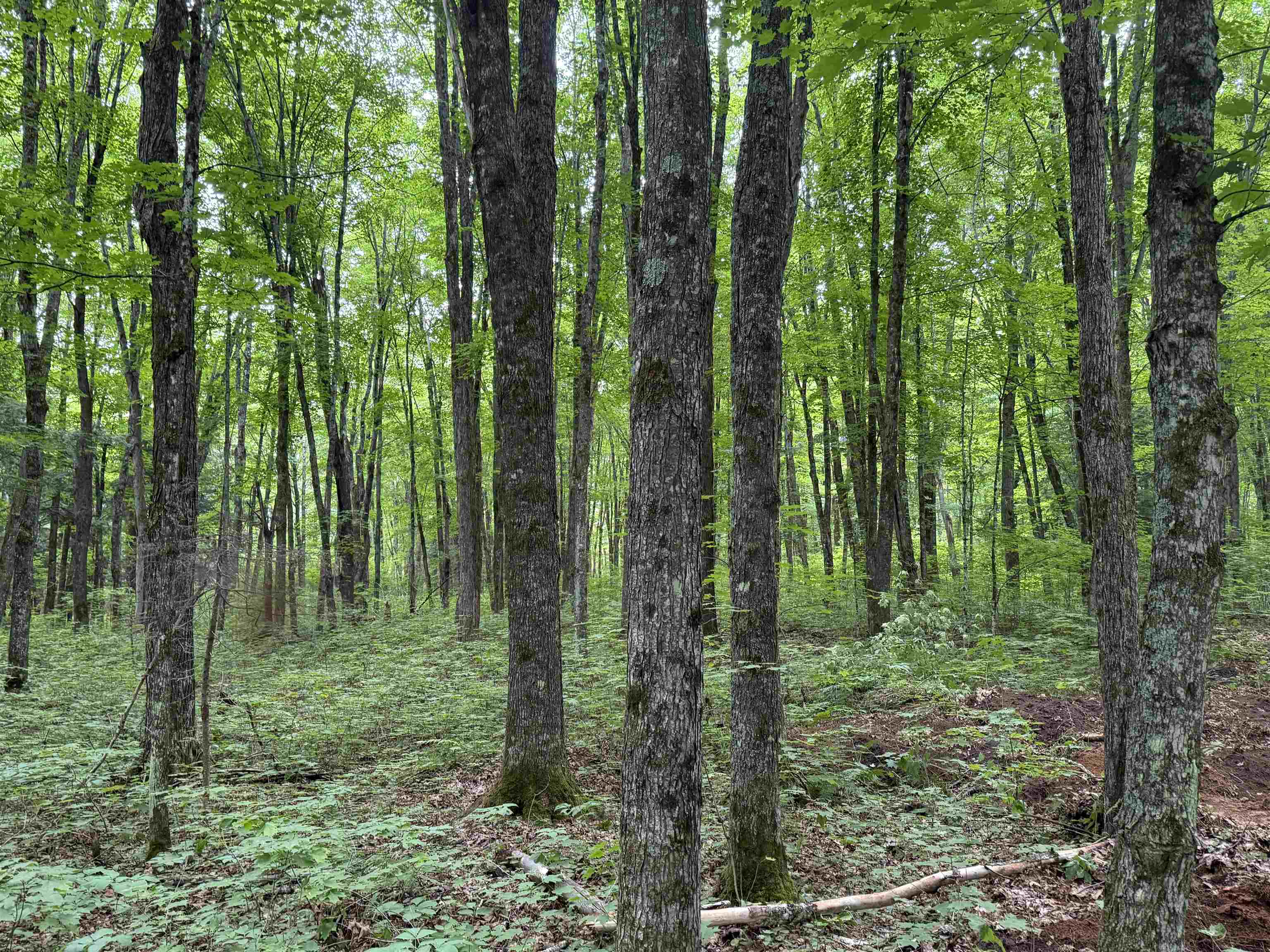 25 A On BEARSKULL ROAD, Park Falls, Wisconsin 54552, ,Land,For Sale,25 A On BEARSKULL ROAD,22503318