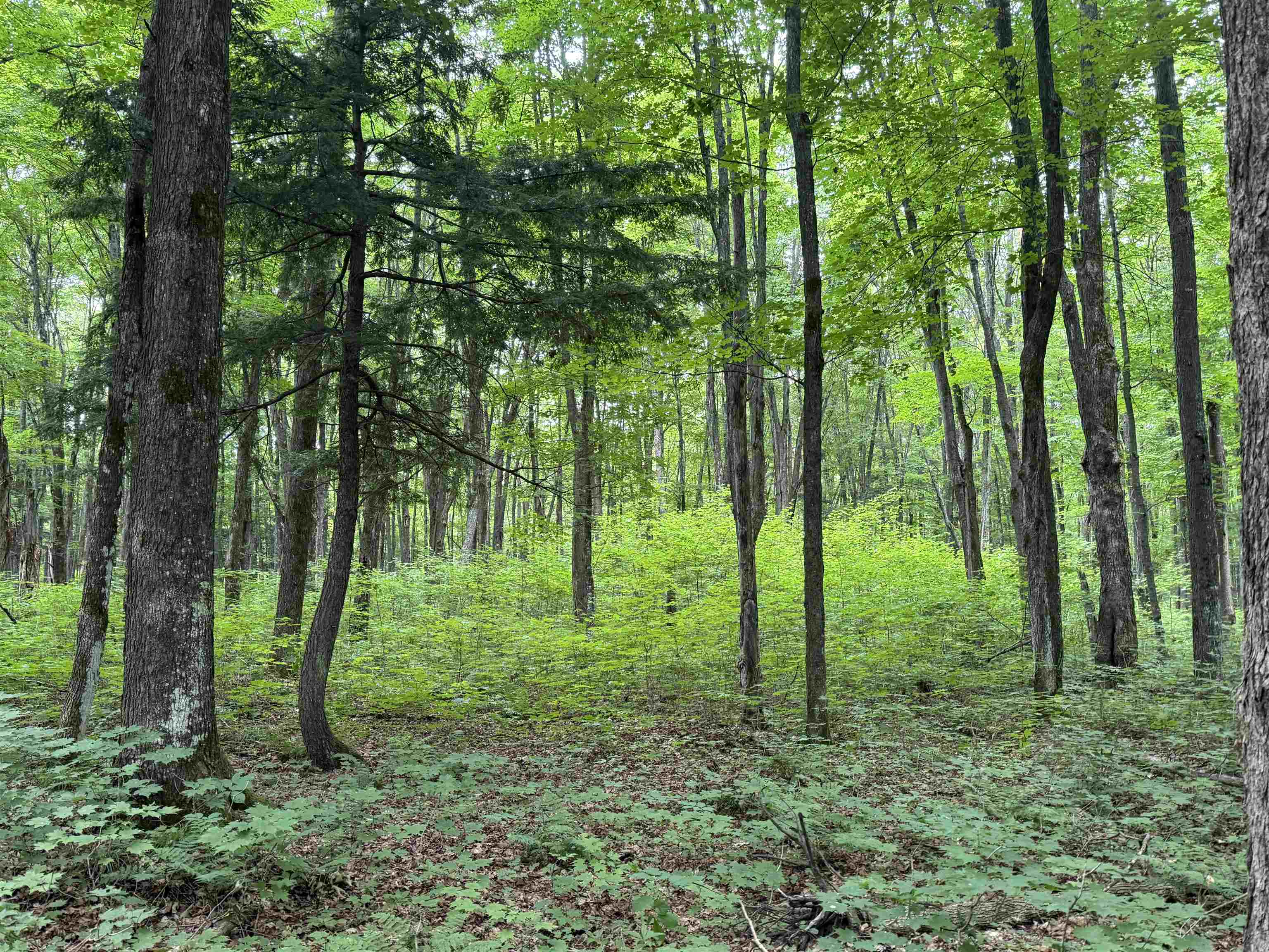25 A On BEARSKULL ROAD, Park Falls, Wisconsin 54552, ,Land,For Sale,25 A On BEARSKULL ROAD,22503318