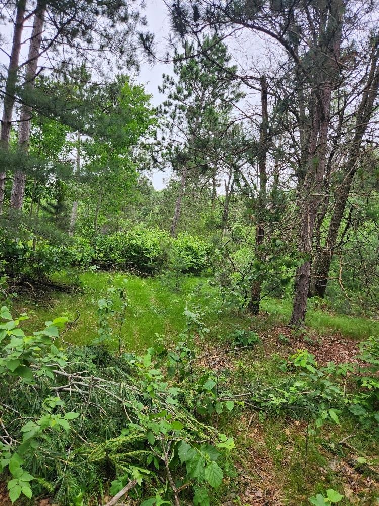 W3190 4TH STREET EAST, Nekoosa, Wisconsin 54457, ,Land,For Sale,W3190 4TH STREET EAST,22503370