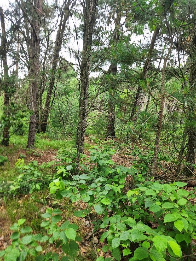 W3190 4TH STREET EAST, Nekoosa, Wisconsin 54457, ,Land,For Sale,W3190 4TH STREET EAST,22503370