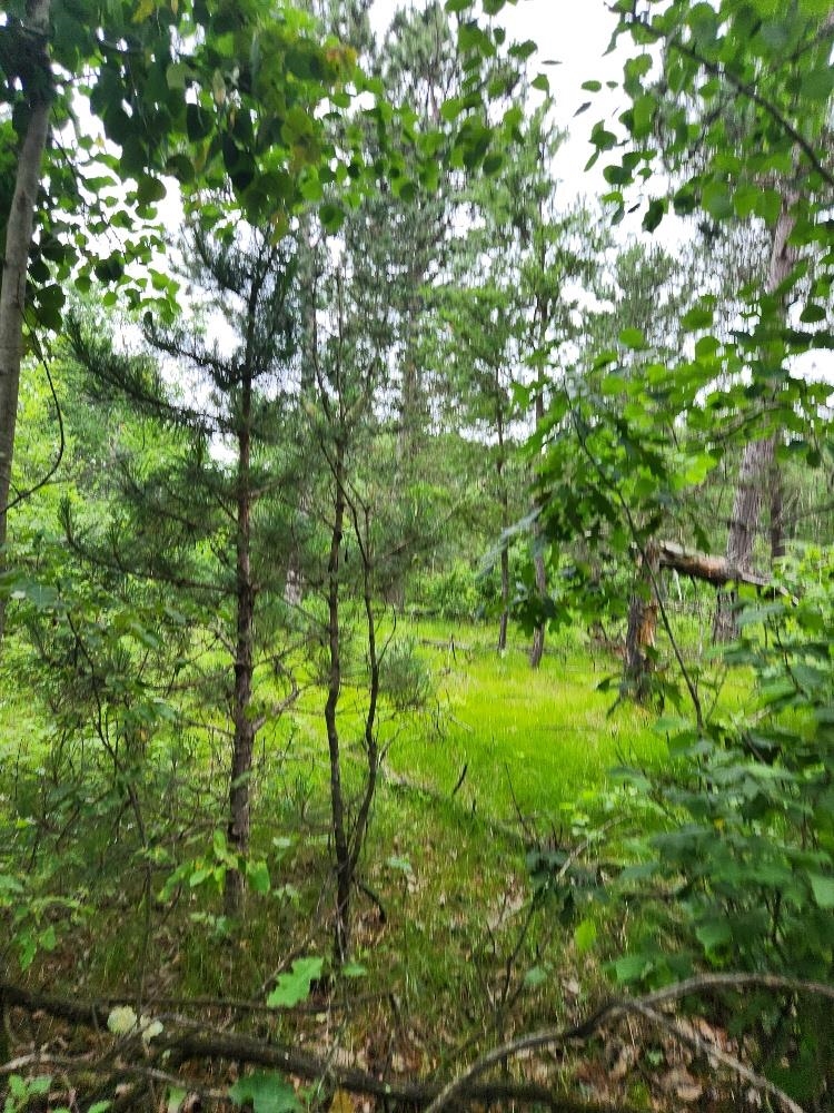 W3190 4TH STREET EAST, Nekoosa, Wisconsin 54457, ,Land,For Sale,W3190 4TH STREET EAST,22503370