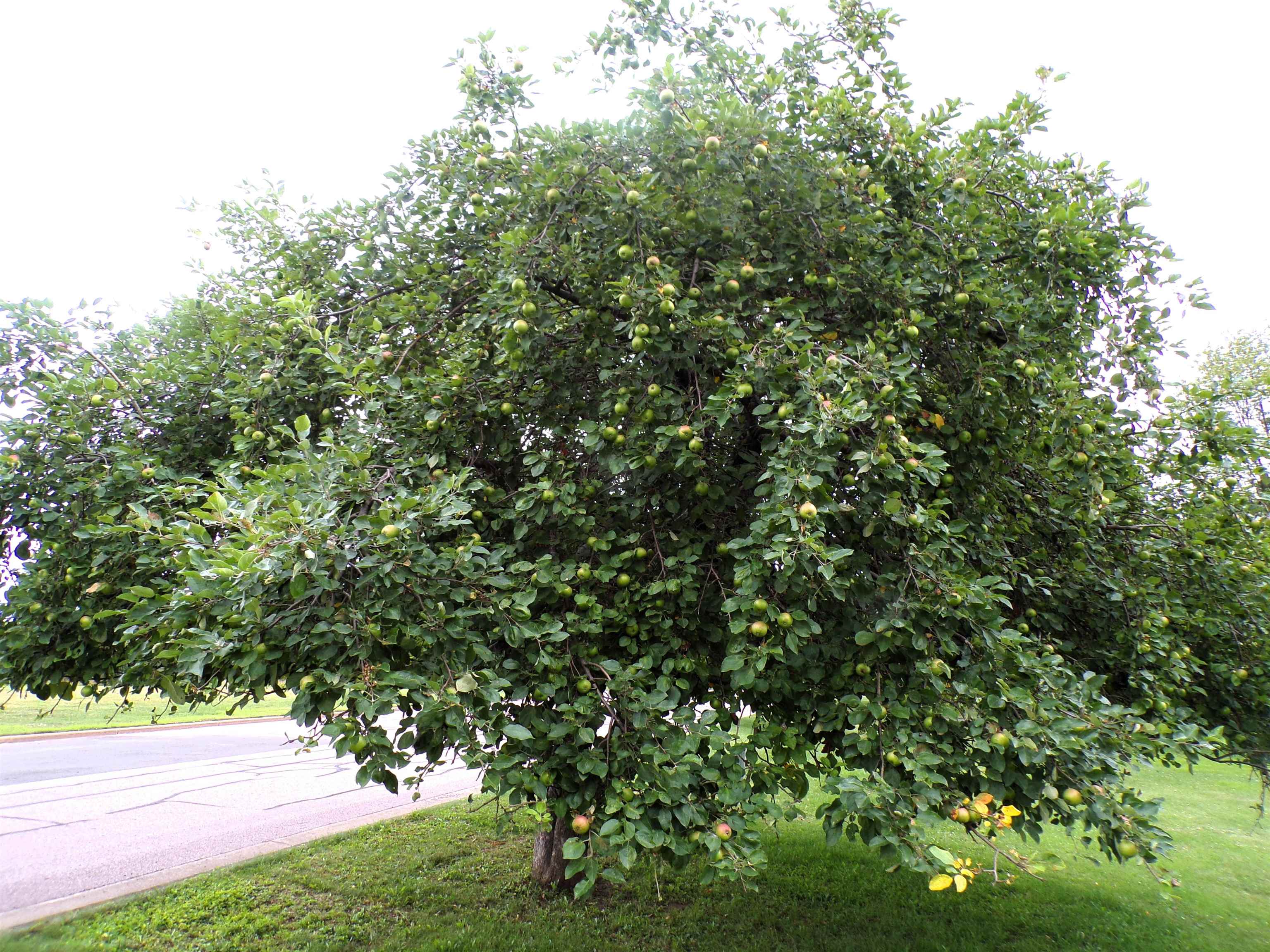 609 E SCHOFIELD AVENUE, Greenwood, Wisconsin 54437, 4 Bedrooms Bedrooms, ,2 BathroomsBathrooms,Residential,For Sale,609 E SCHOFIELD AVENUE,22503388